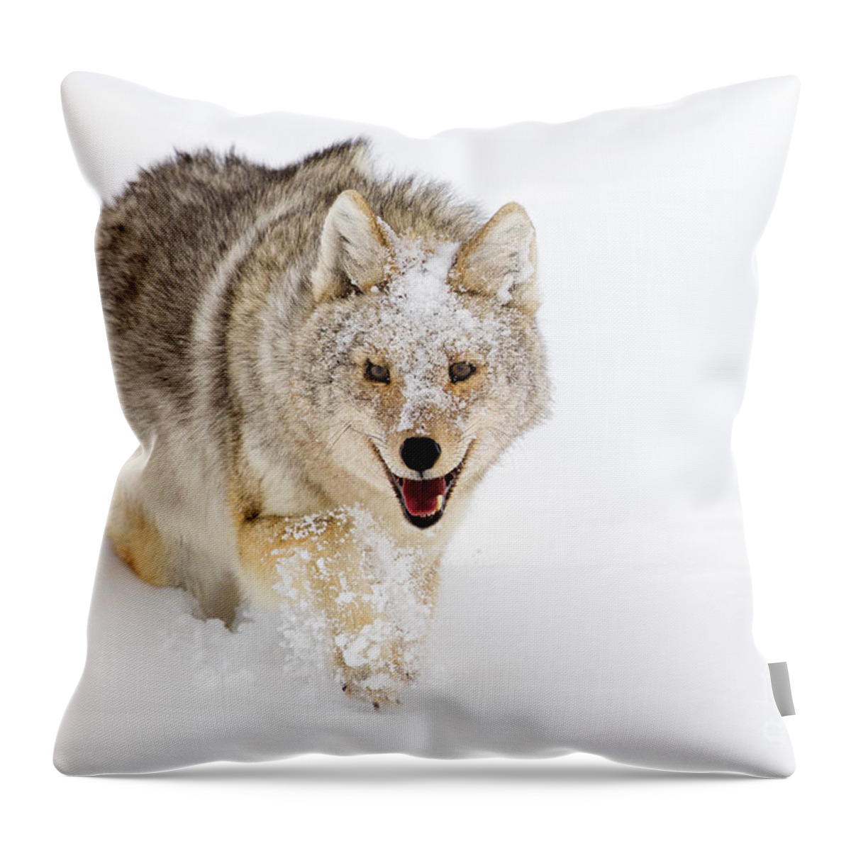Coyote Throw Pillow featuring the photograph Opportunist  #1 by Aaron Whittemore