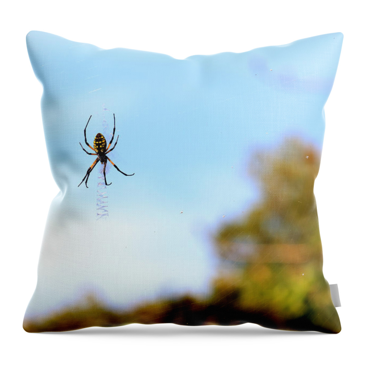Arachnid Throw Pillow featuring the photograph Suspended Spider by Travis Rogers