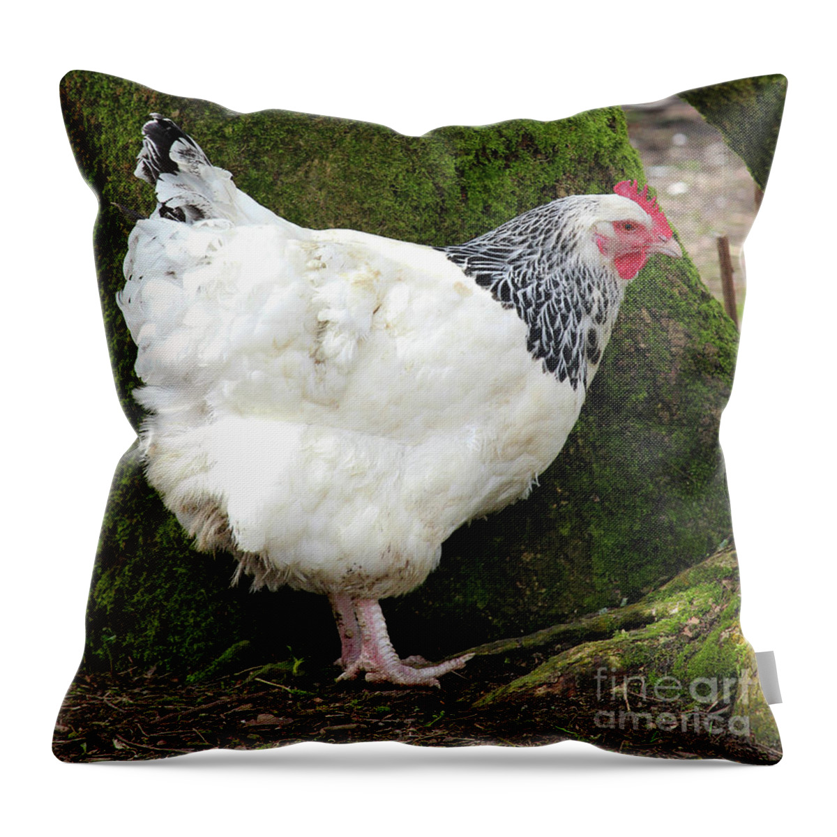Sussex Chicken Throw Pillow featuring the photograph Sussex Chicken Omagh Northern Ireland by Eddie Barron
