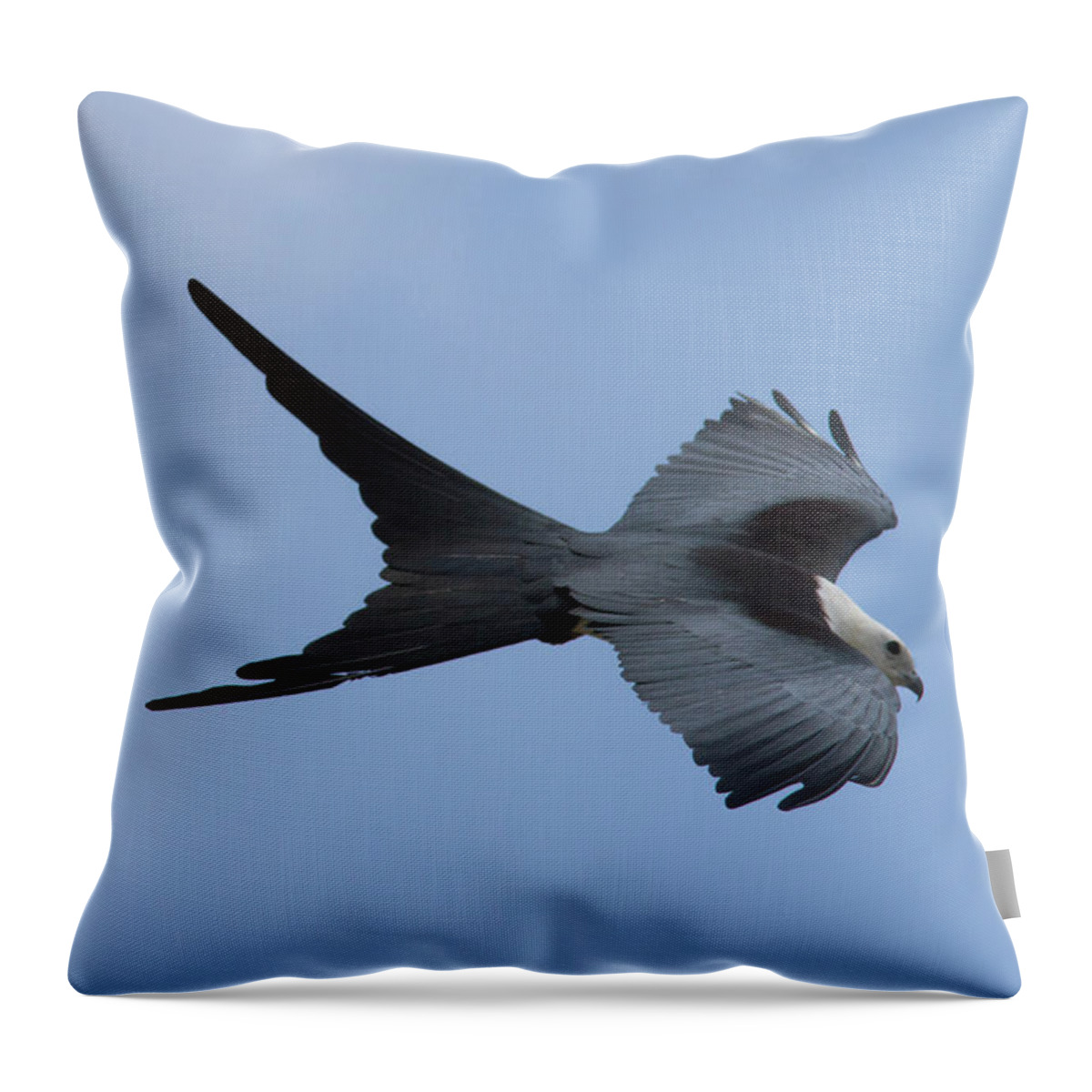 Swallow-tailed Kite Throw Pillow featuring the photograph Swallow-tailed Kite #1 by Paul Rebmann