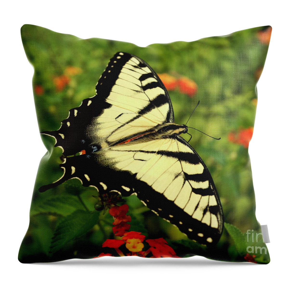 Swallowtail Throw Pillow featuring the photograph Swallowtail Among Lantana by Sue Melvin