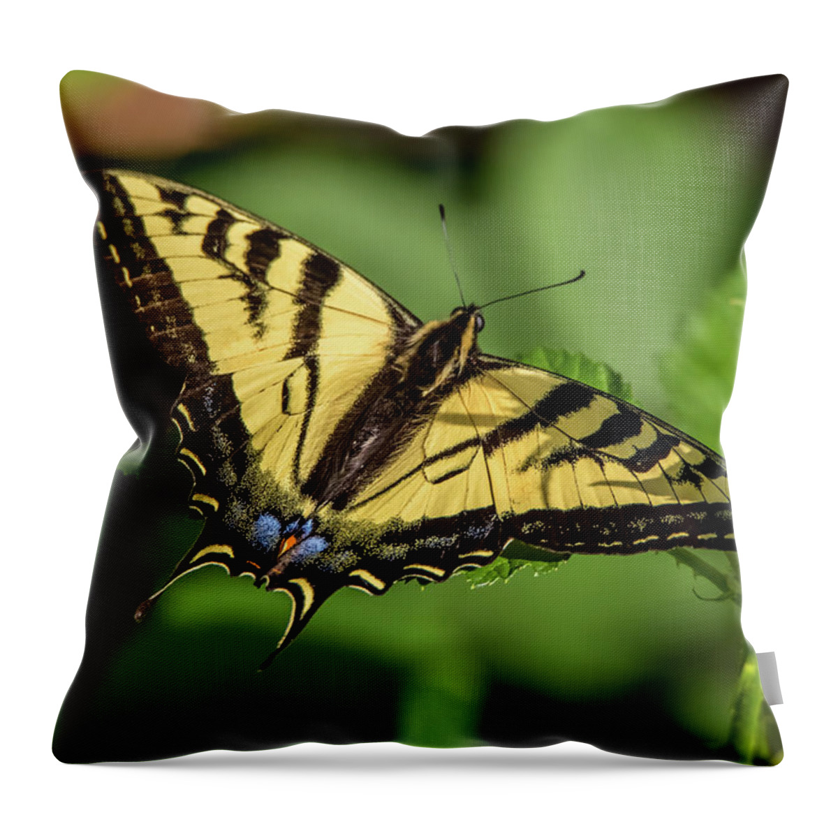 California Throw Pillow featuring the photograph Swallowtail Butterfly on a Leaf by Marc Crumpler