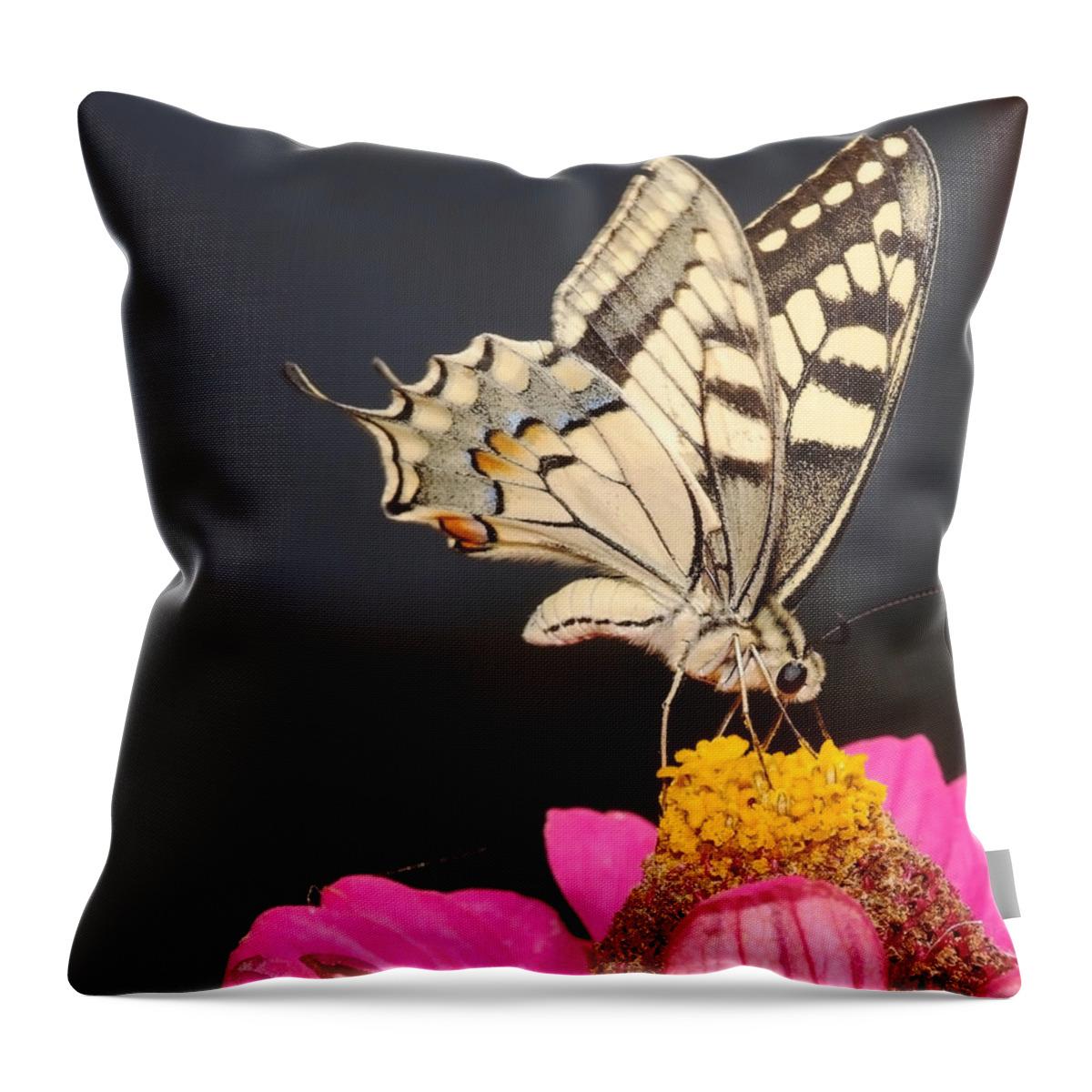 Swallowtail Throw Pillow featuring the photograph Swallowtail on pink flower by Cliff Norton