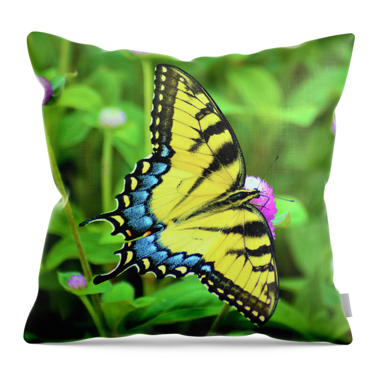 Kathy Kelly Throw Pillow featuring the photograph Swallowtail on Thistle by Kathy Kelly