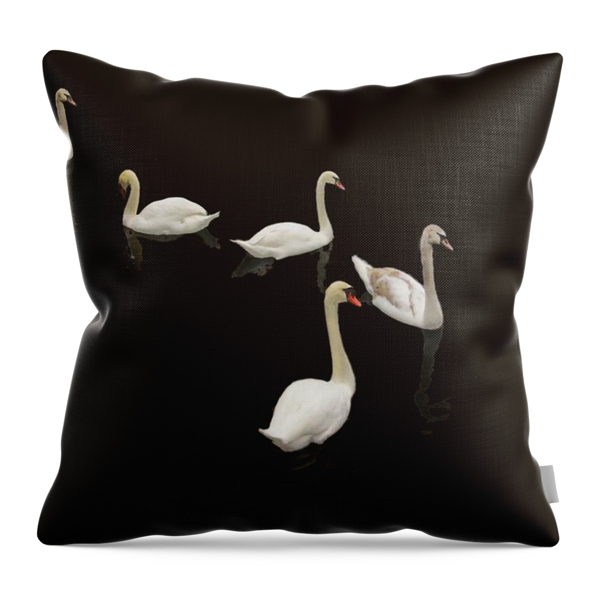 Background Black Throw Pillow featuring the photograph Swan Family On Black by Constantine Gregory