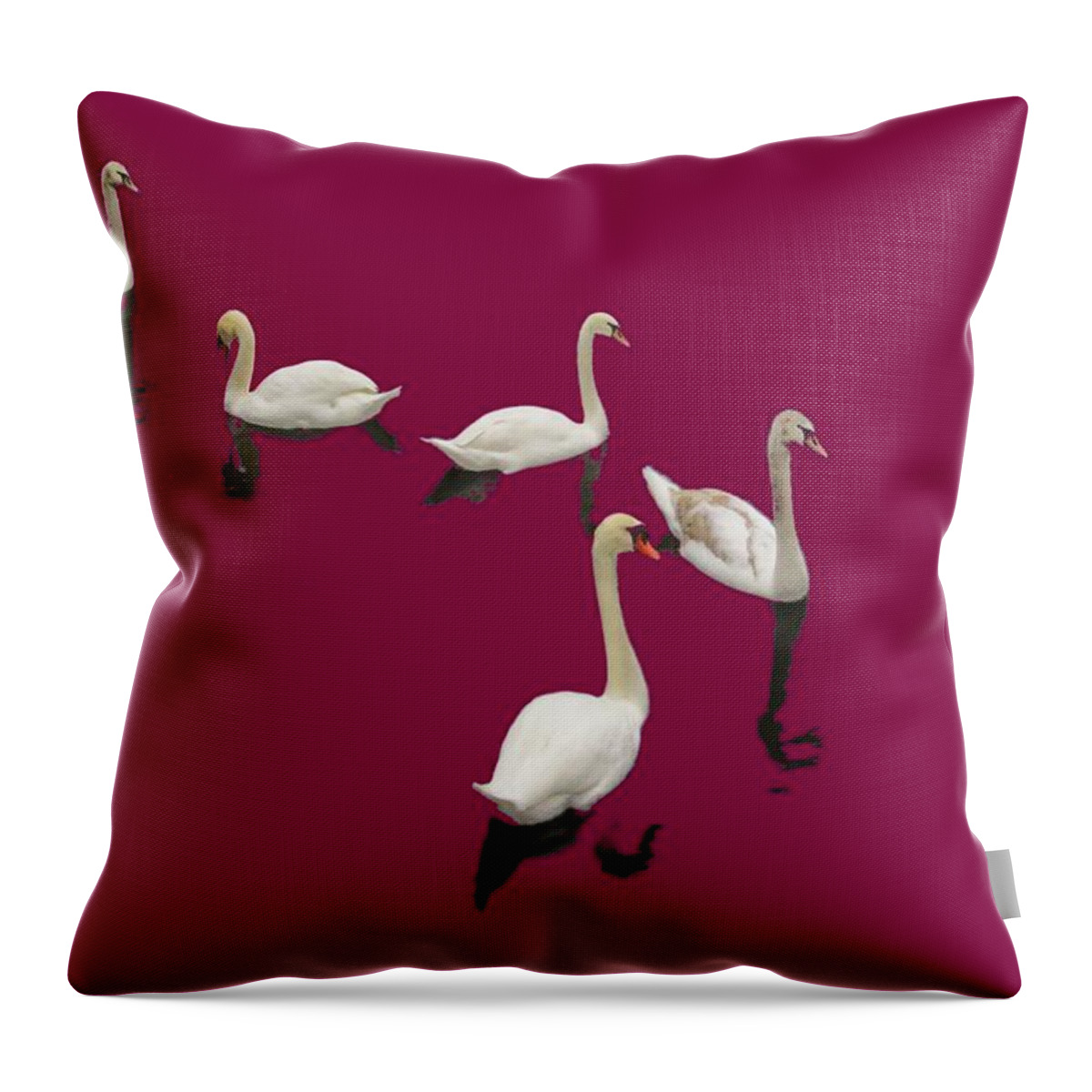 Background Burgandy Throw Pillow featuring the photograph Swan Family On Burgandy by Constantine Gregory