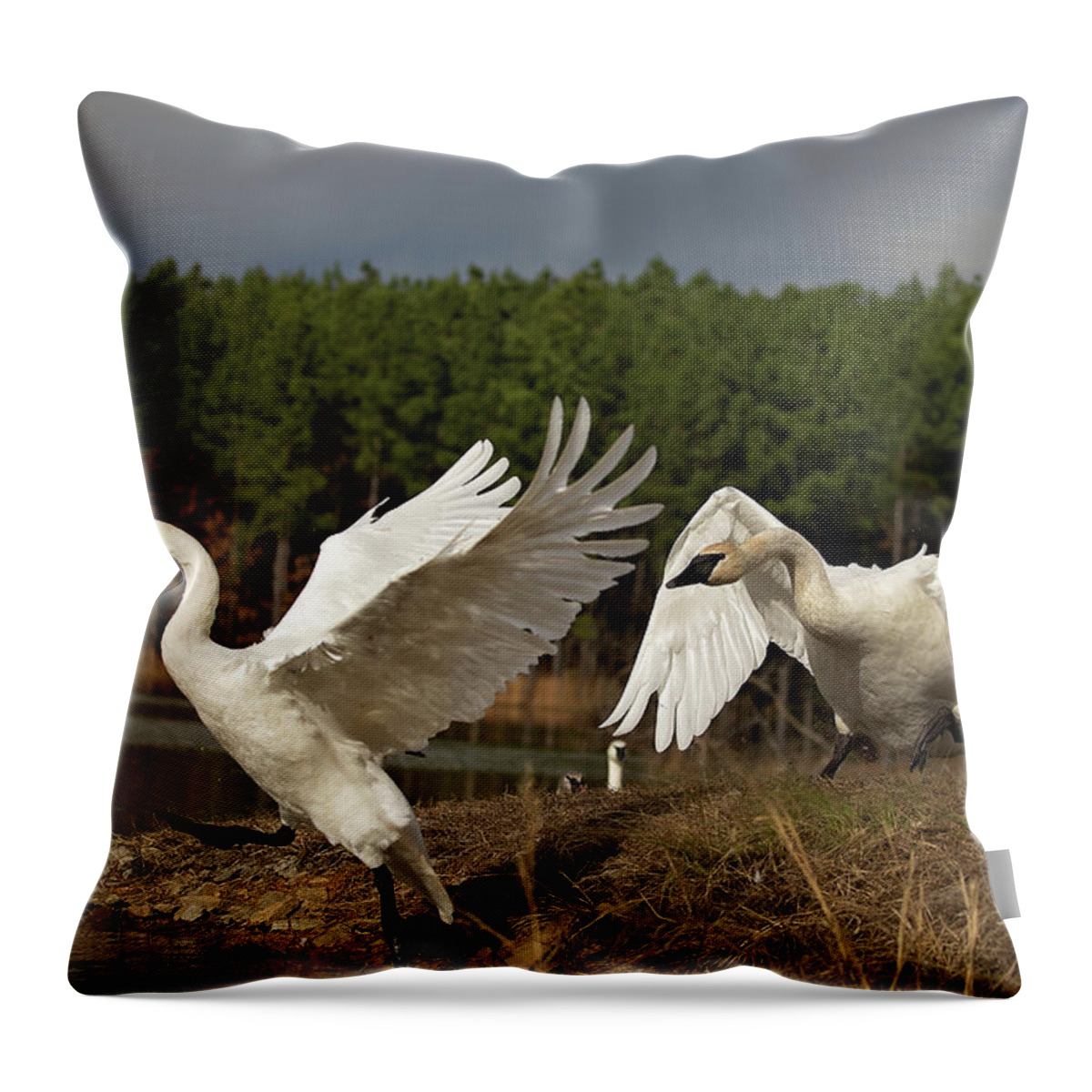 Trumpeter Swan Throw Pillow featuring the photograph Swan Fight by Eilish Palmer