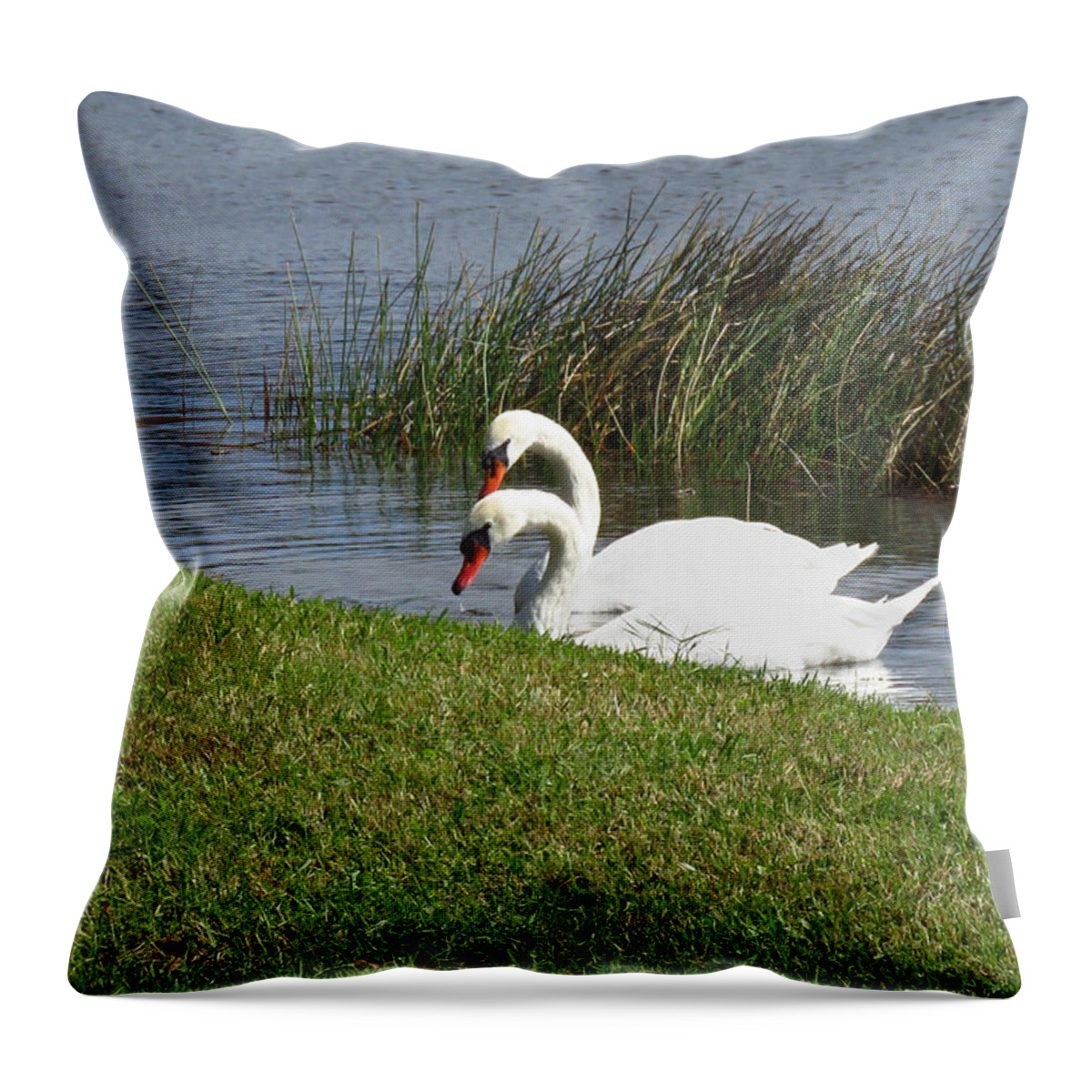Swan Throw Pillow featuring the photograph Swan Pair as Photographed by Rosalie Scanlon
