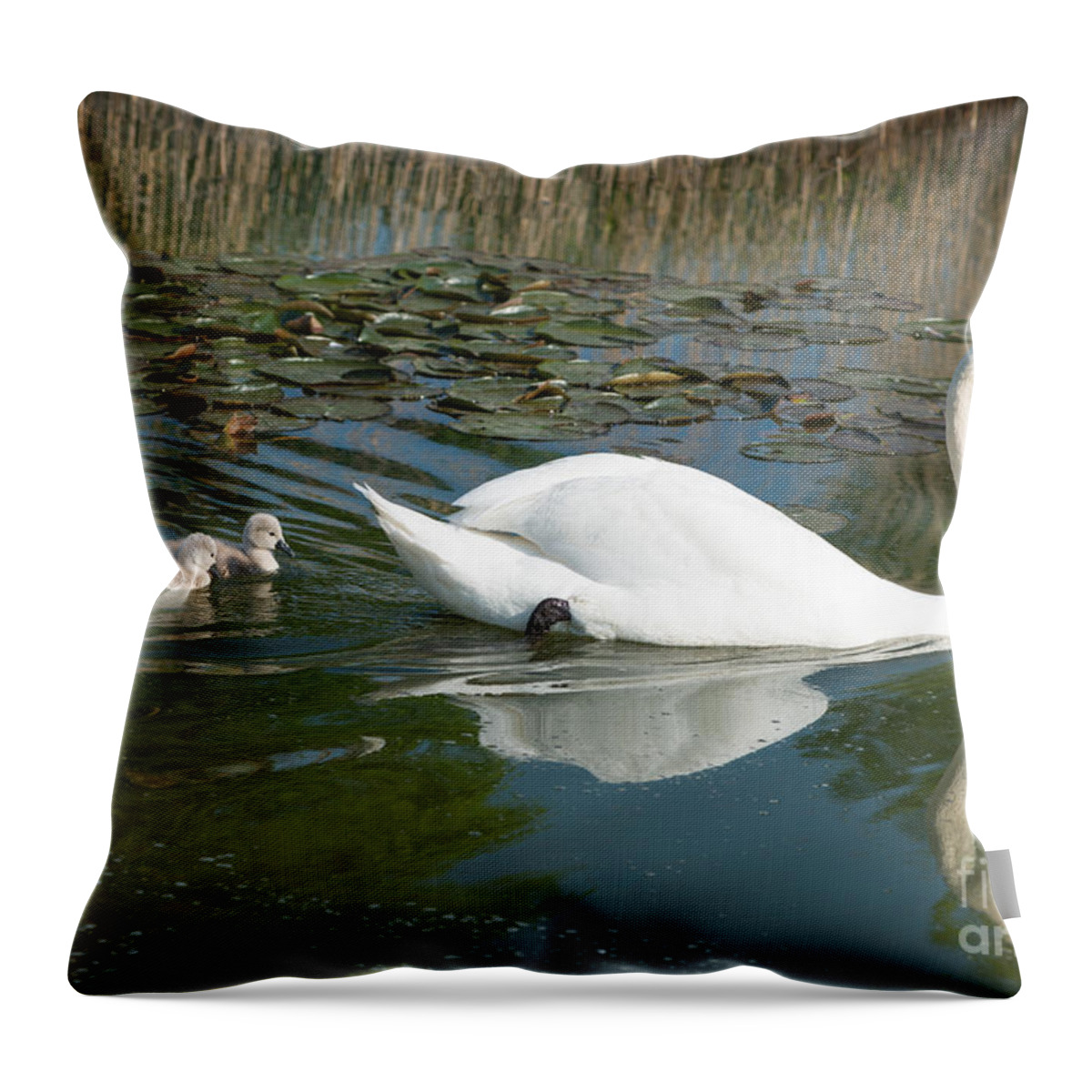 Swan Throw Pillow featuring the photograph Swan scenic by Andrew Michael