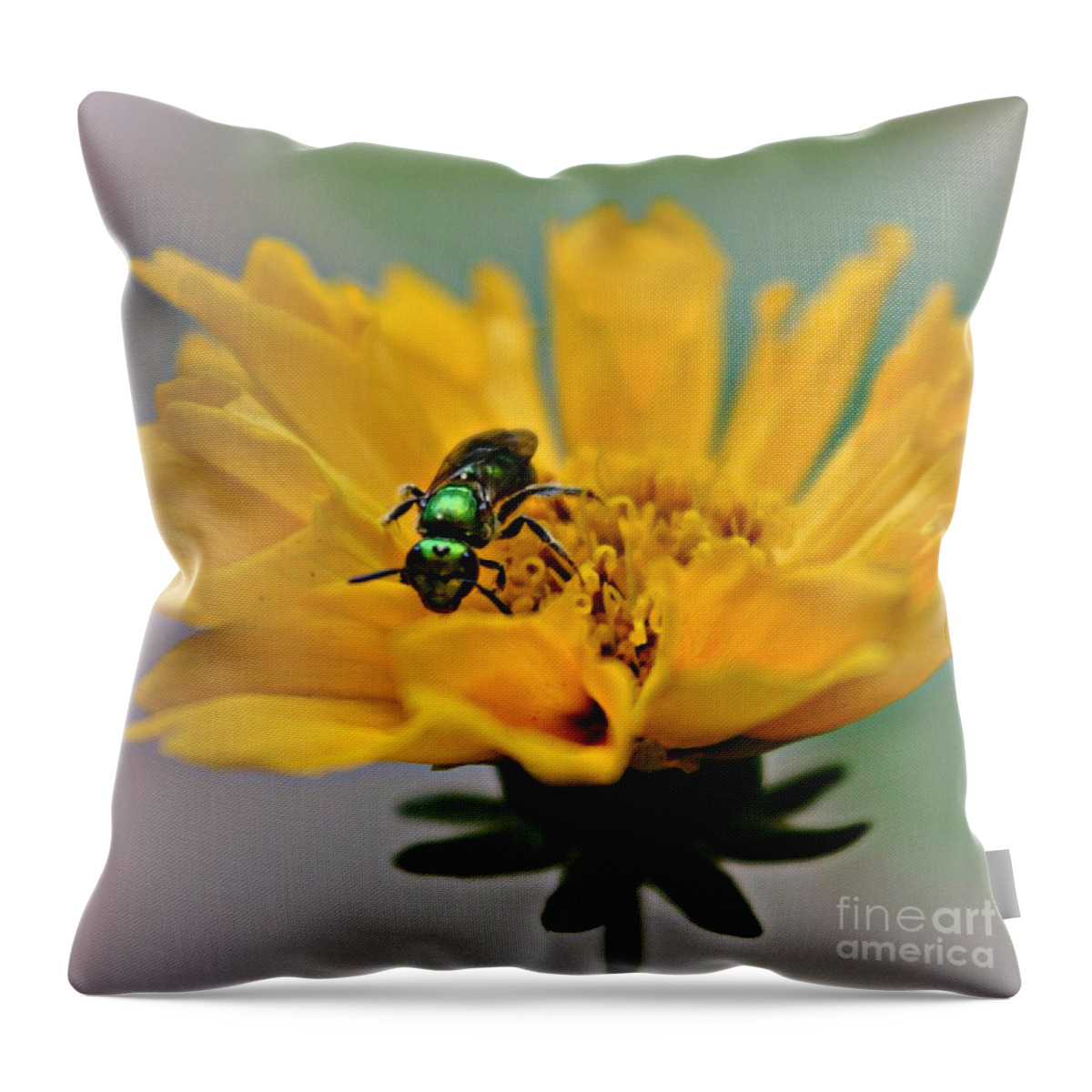 Bee Throw Pillow featuring the photograph Sweat Bee by Dani McEvoy