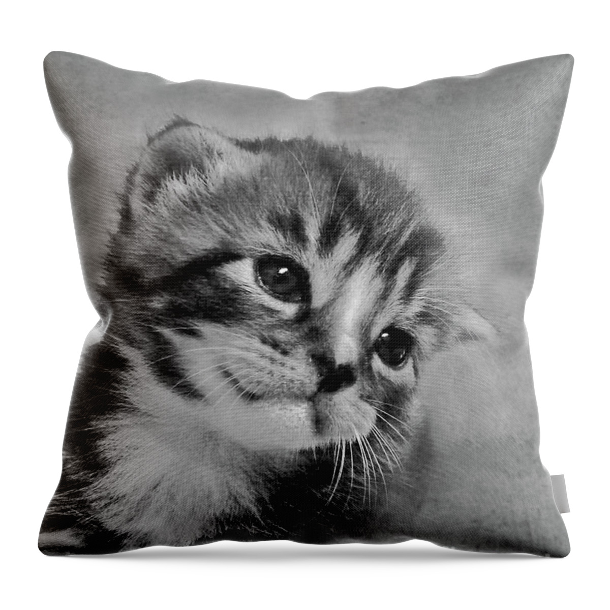 Kitten Throw Pillow featuring the photograph Sweet Kitten by Terri Waters
