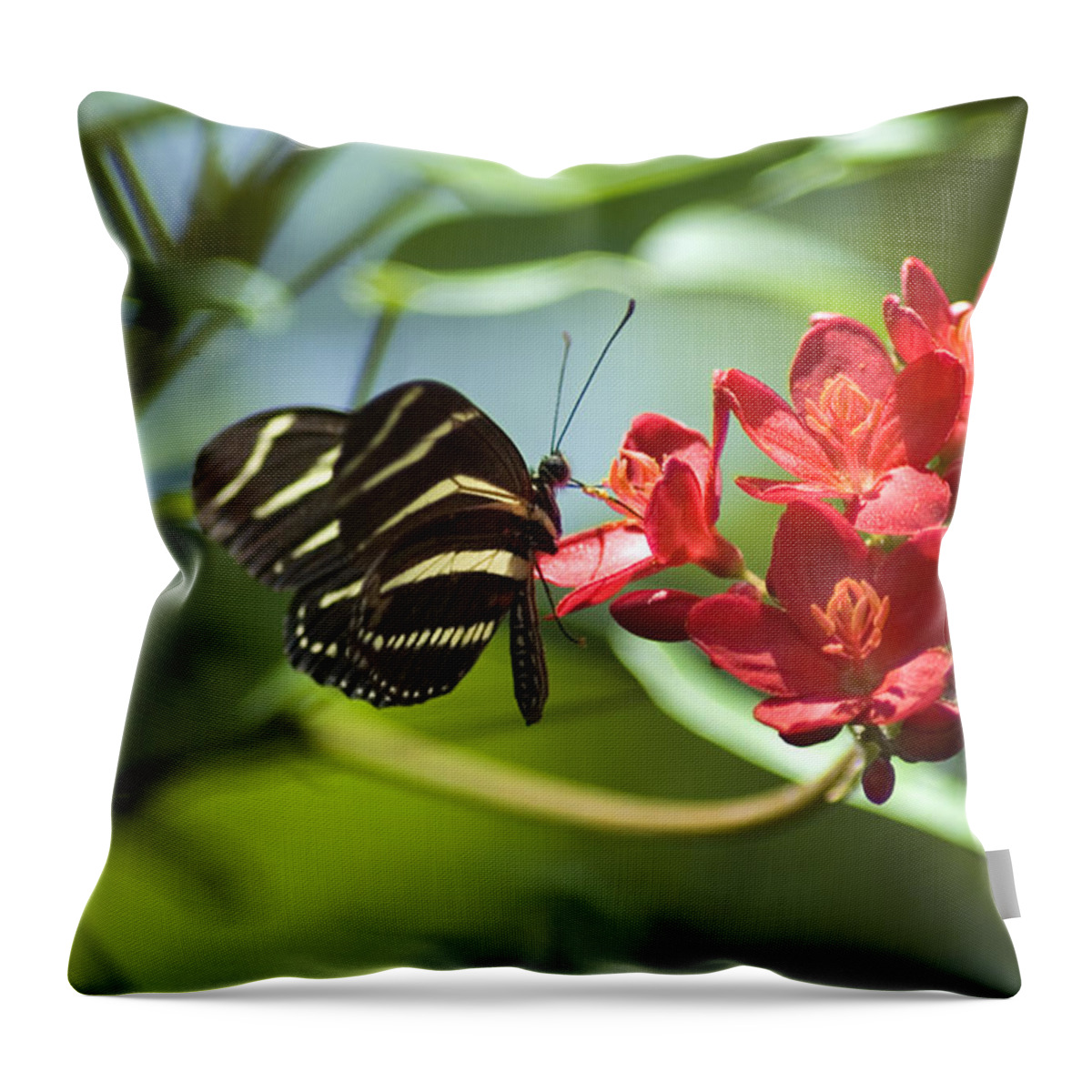 Zebra Longwing Throw Pillow featuring the photograph Sweet Nectar by Carolyn Marshall
