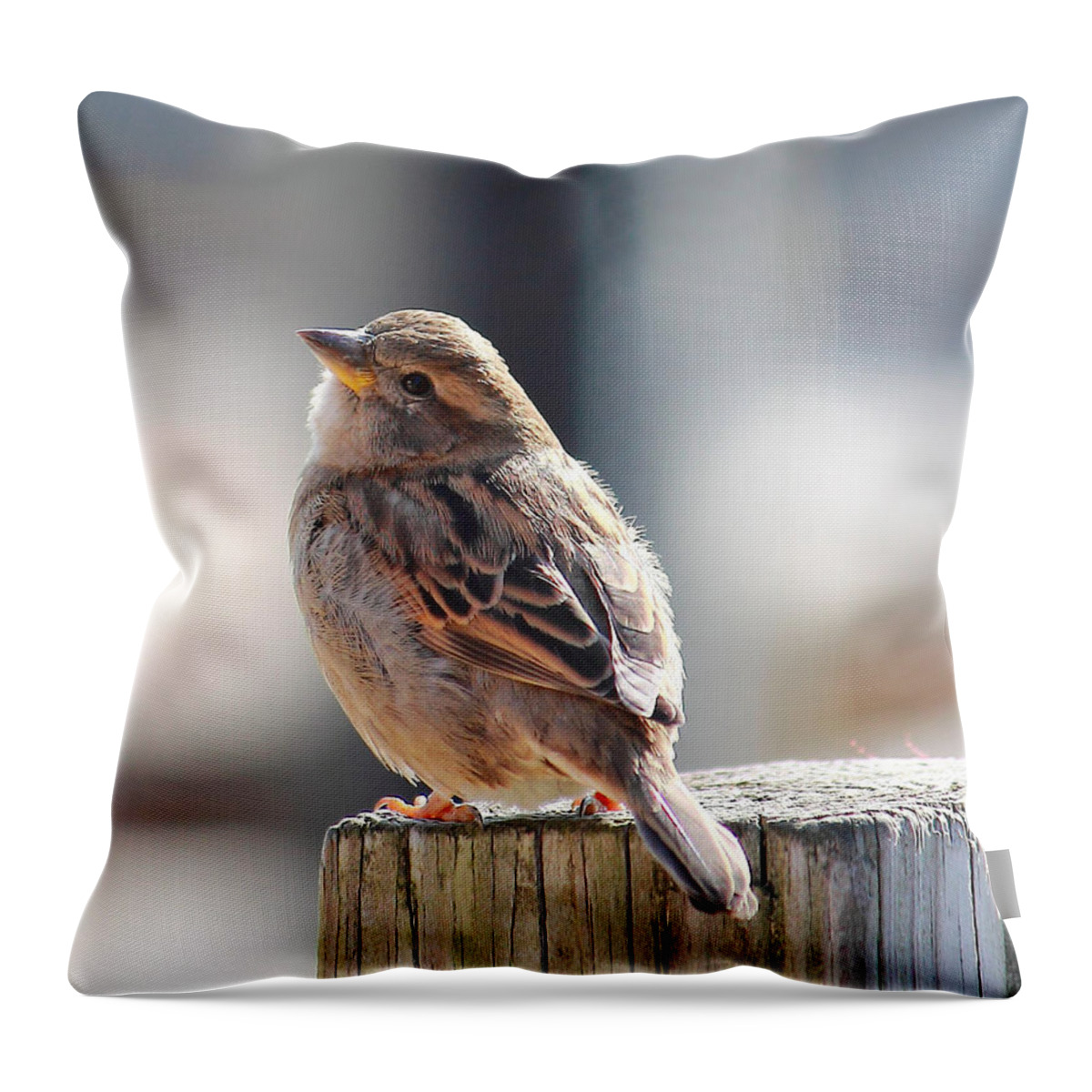 Sparrow Throw Pillow featuring the photograph Sweet Sparrow by Angela Murdock