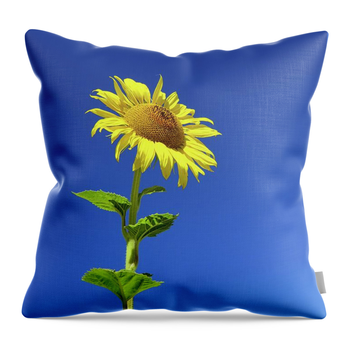 Sunflower Throw Pillow featuring the photograph Tall Sunflower by Connor Beekman