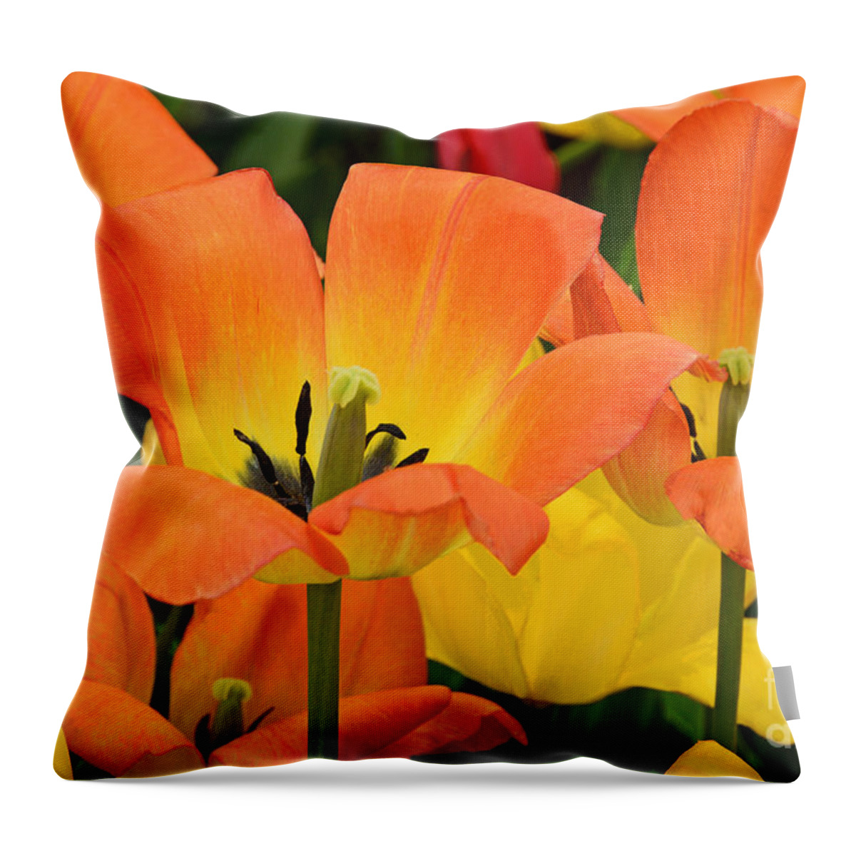 Tulip Throw Pillow featuring the photograph Tantalizing Tulips by Regina Geoghan