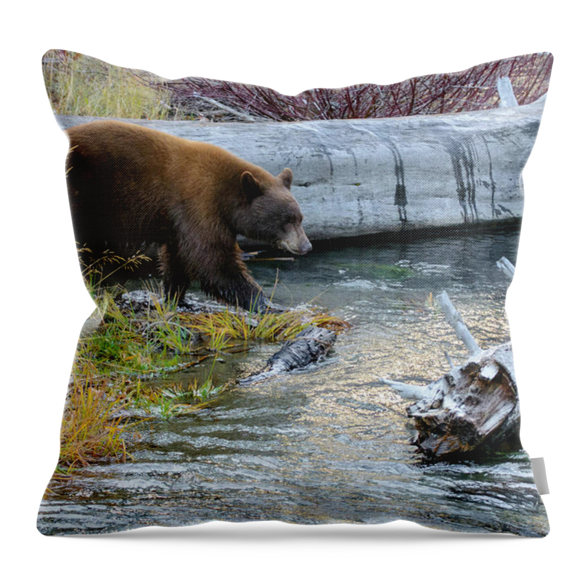 Fishing Throw Pillow featuring the photograph Taylor the Bear II by Steph Gabler