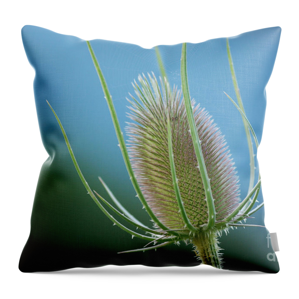 West Virginia Wildflowers Throw Pillow featuring the photograph Teasel Sky by Randy Bodkins