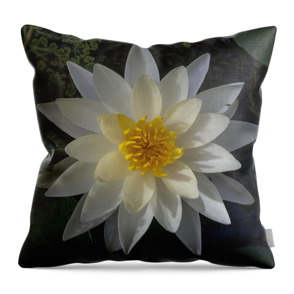 Flower Throw Pillow featuring the photograph Tenderly by Bruce Frye