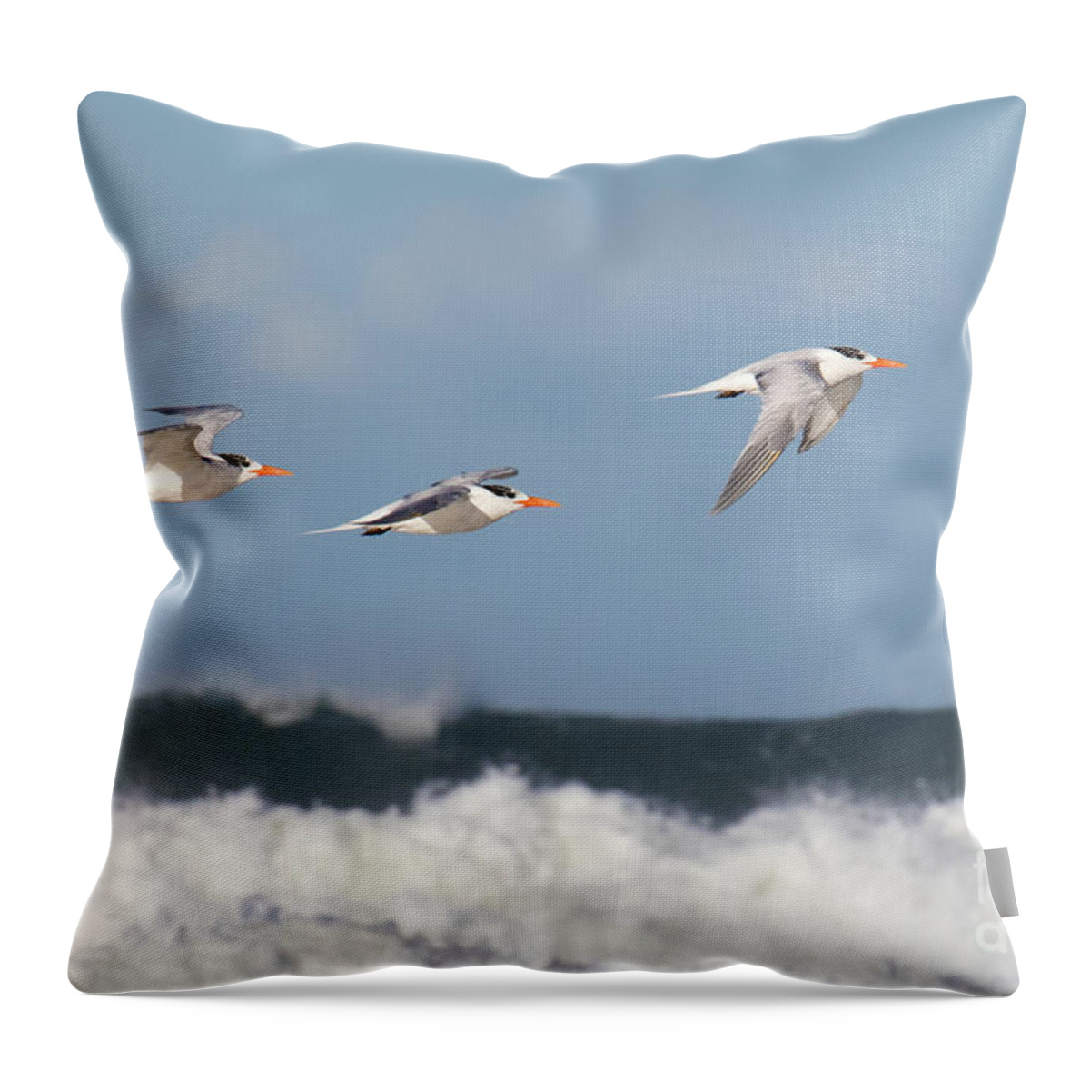 Birds Throw Pillow featuring the photograph Terns In Flight by Mimi Ditchie
