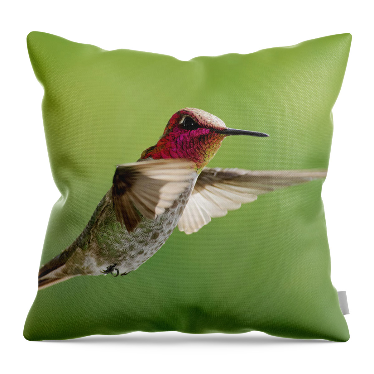 Darin Volpe Animals Throw Pillow featuring the photograph Terror of the Skies -- Anna's Hummingbird at Templeton, California by Darin Volpe
