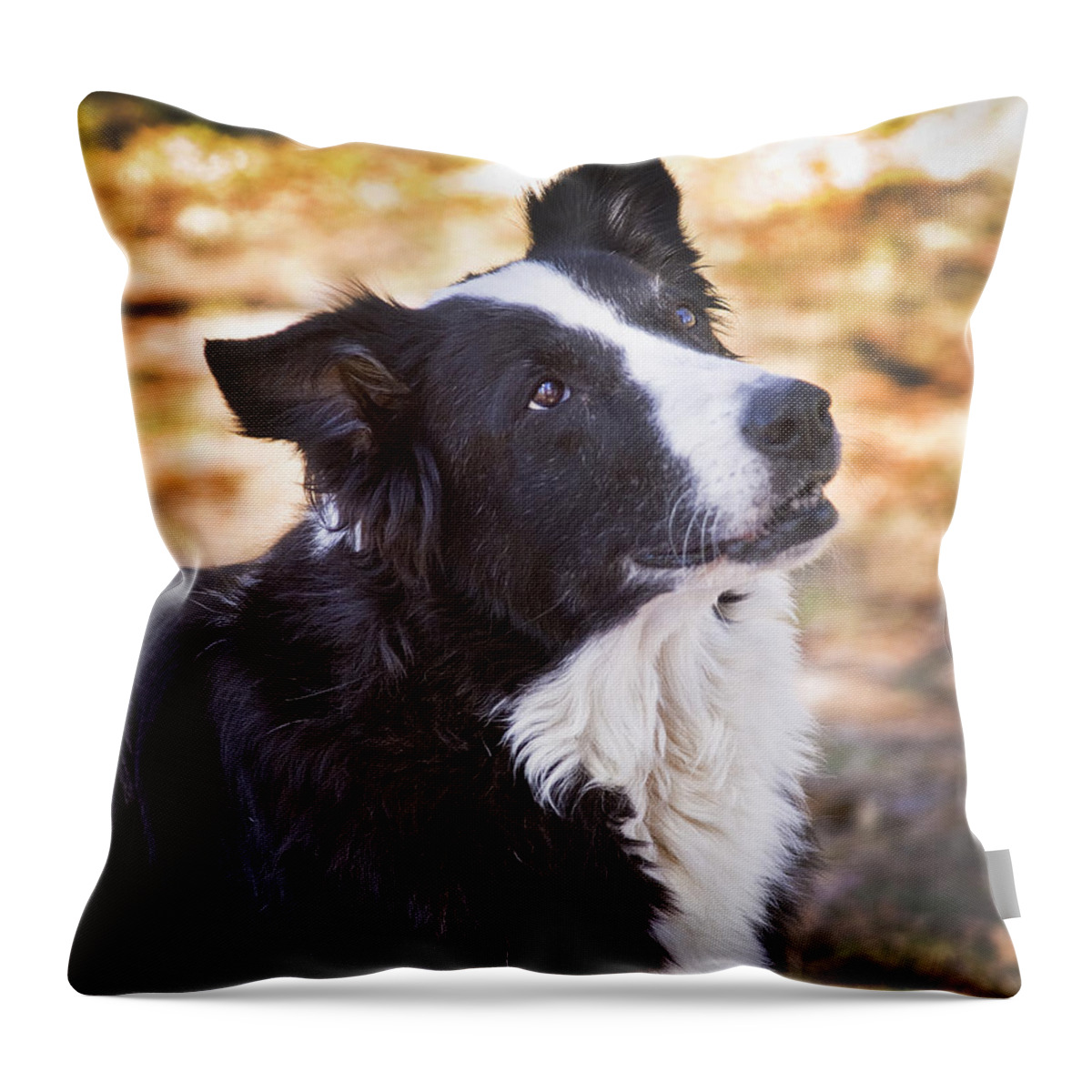 Border Collie Throw Pillow featuring the photograph Tessie 8 by Rich Franco
