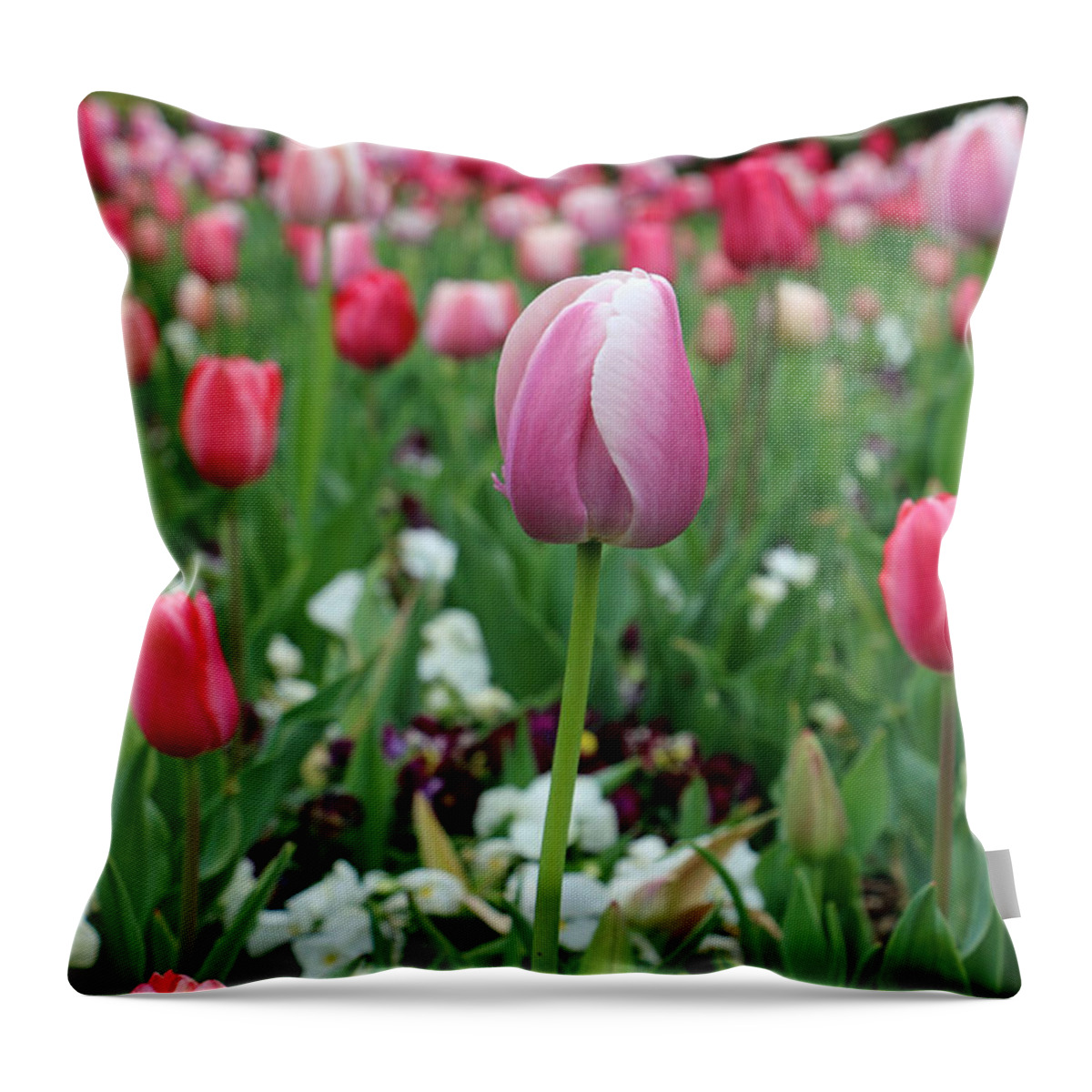 Tulip Throw Pillow featuring the photograph Texas Blooms 45 by Pamela Critchlow