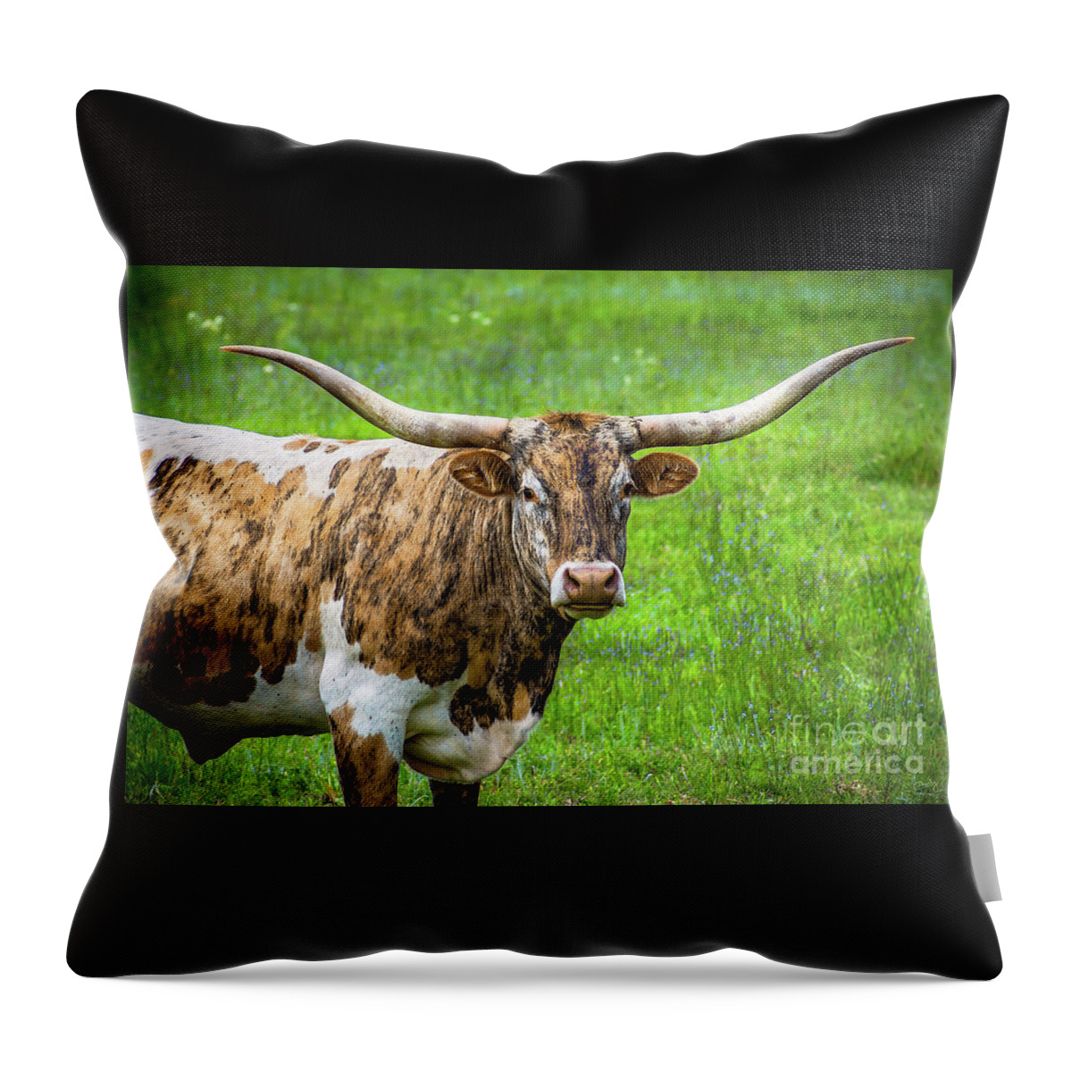 Texas Longhorn: Brindle And White Throw Pillow featuring the photograph Texas Longhorn by Imagery by Charly
