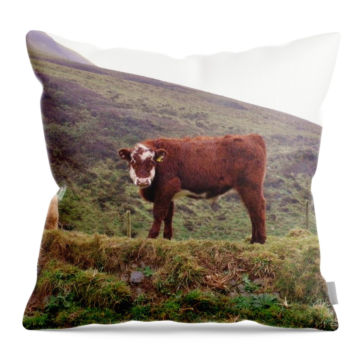 Cows Throw Pillow featuring the photograph That Feeling Of Being Watched by Richard Brookes