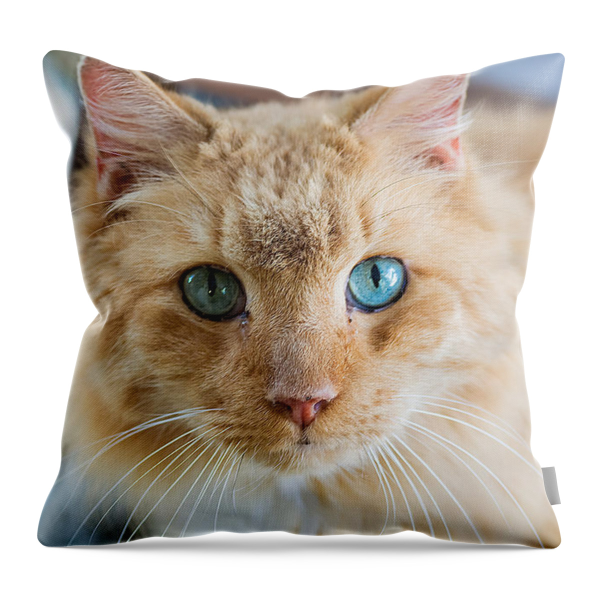 Cat Throw Pillow featuring the photograph That Special Look by Kenneth Albin