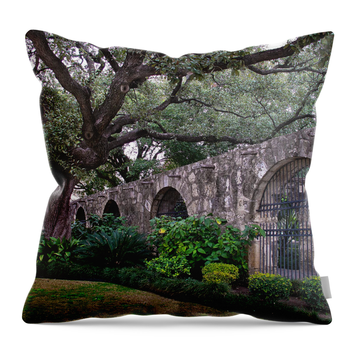 Tree Throw Pillow featuring the photograph The Alamo Oak by David and Carol Kelly