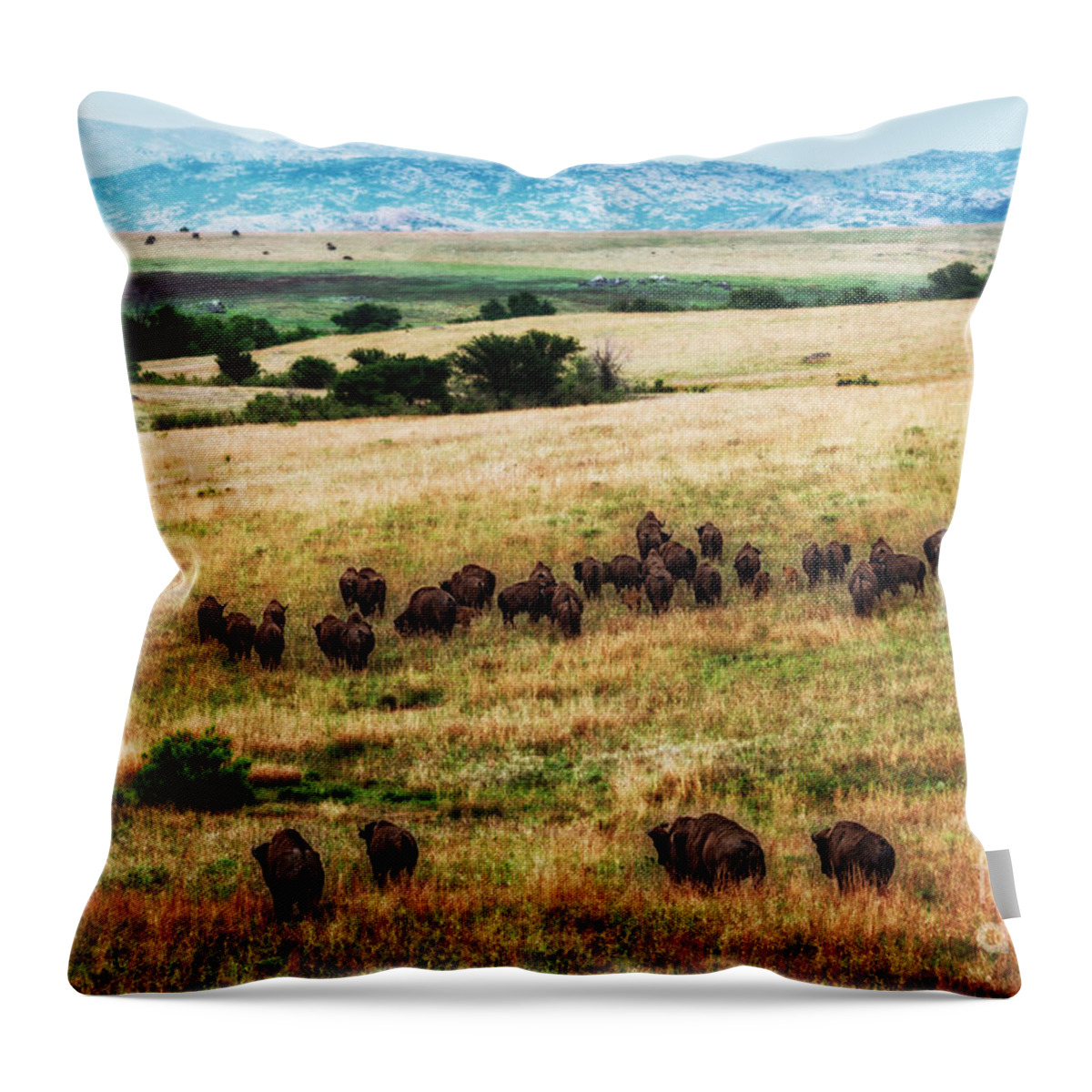 Buffalo Throw Pillow featuring the photograph The American Bison Herd by Tamyra Ayles
