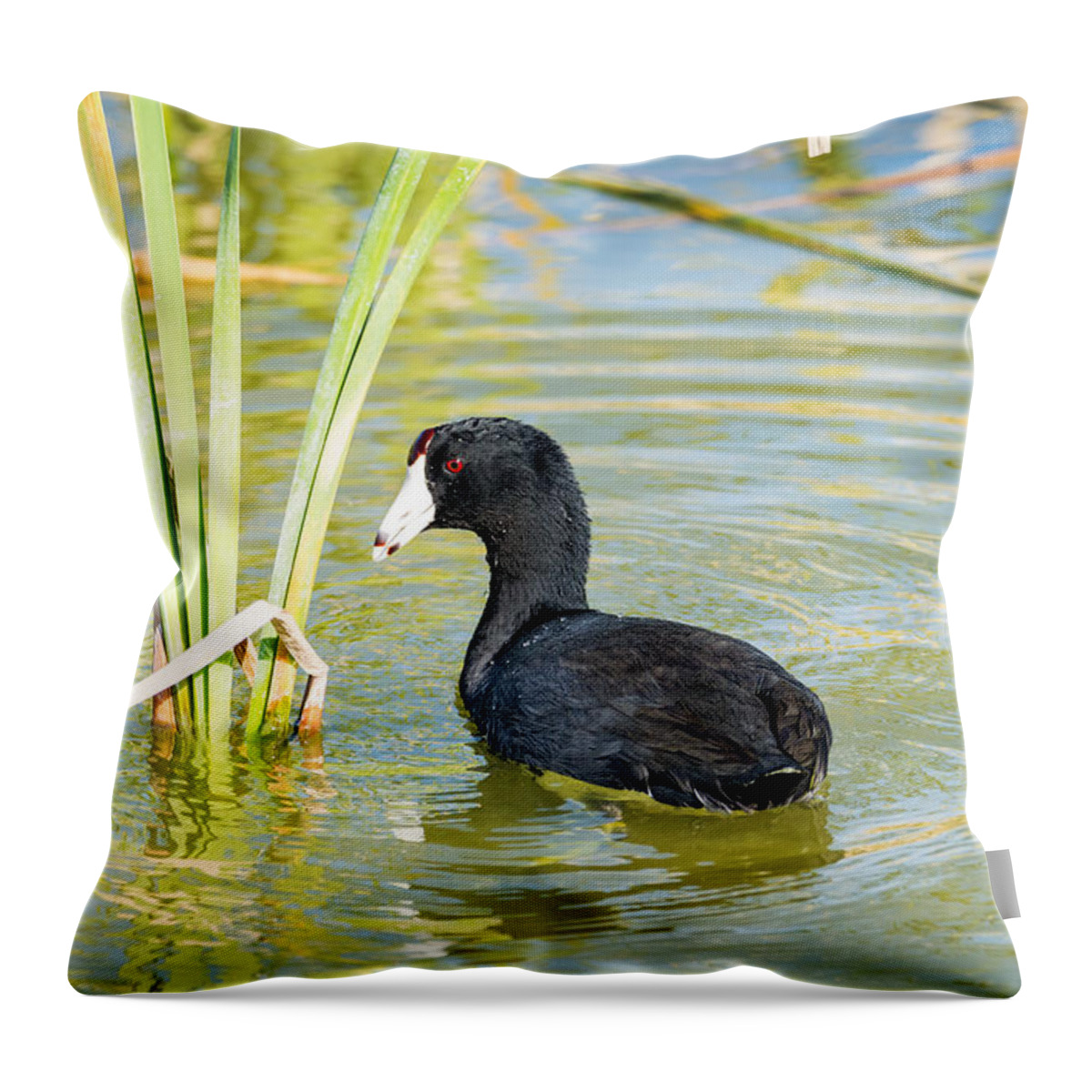 The American Coot Throw Pillow featuring the photograph The American Coot by Debra Martz