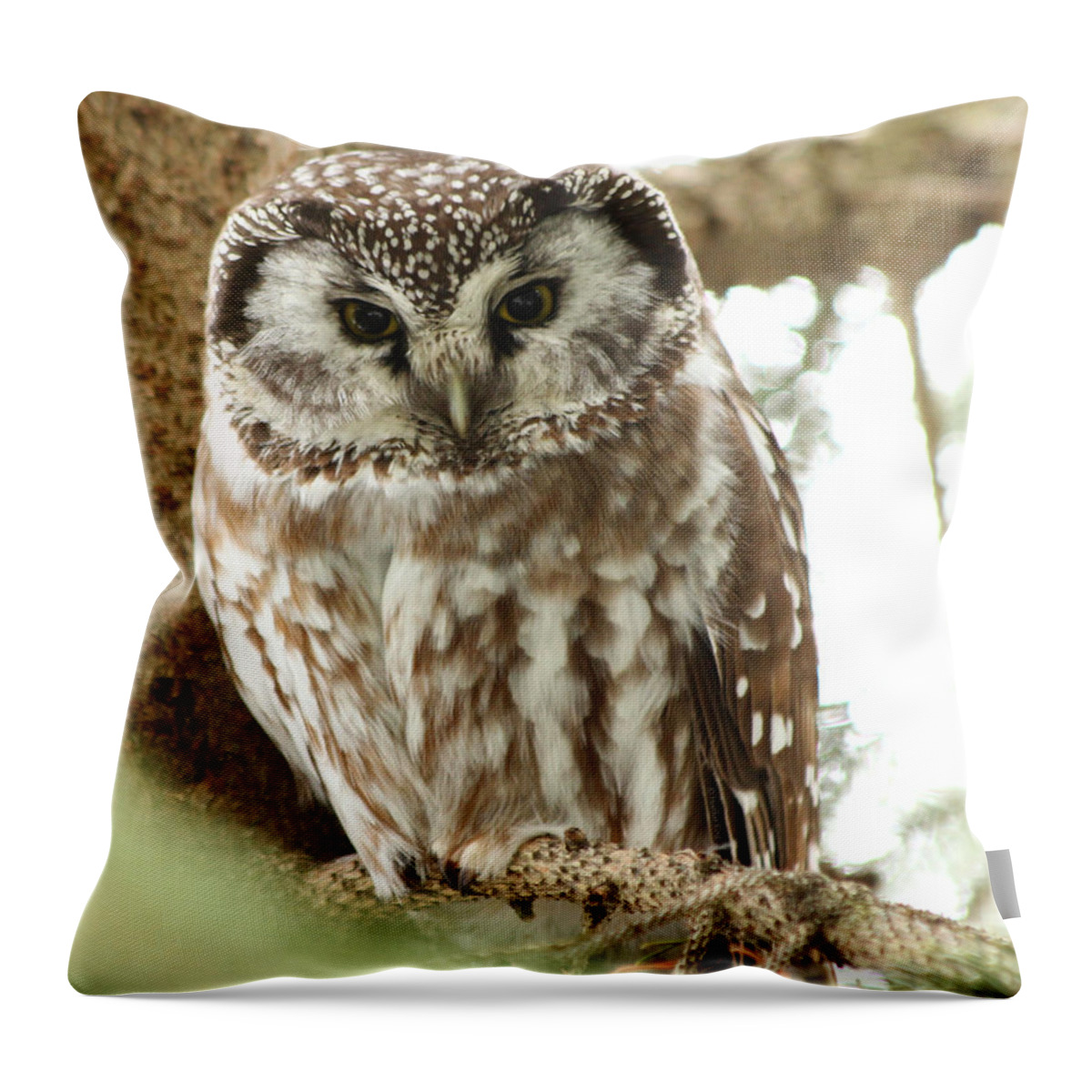 Owls Throw Pillow featuring the photograph The apple of my eye by Heather King
