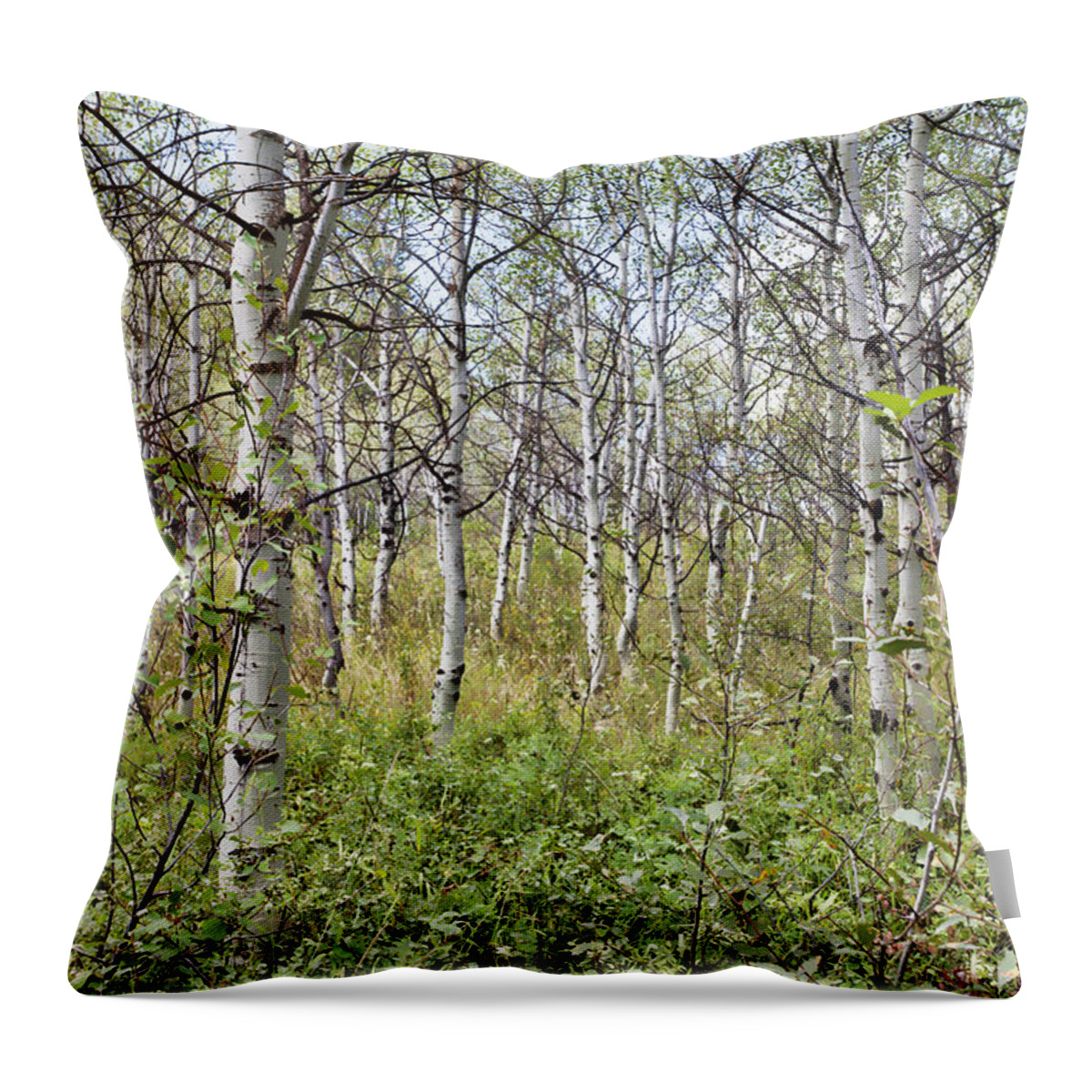 Aspen Throw Pillow featuring the photograph The Aspen of Cave Falls by Stephen Schwiesow