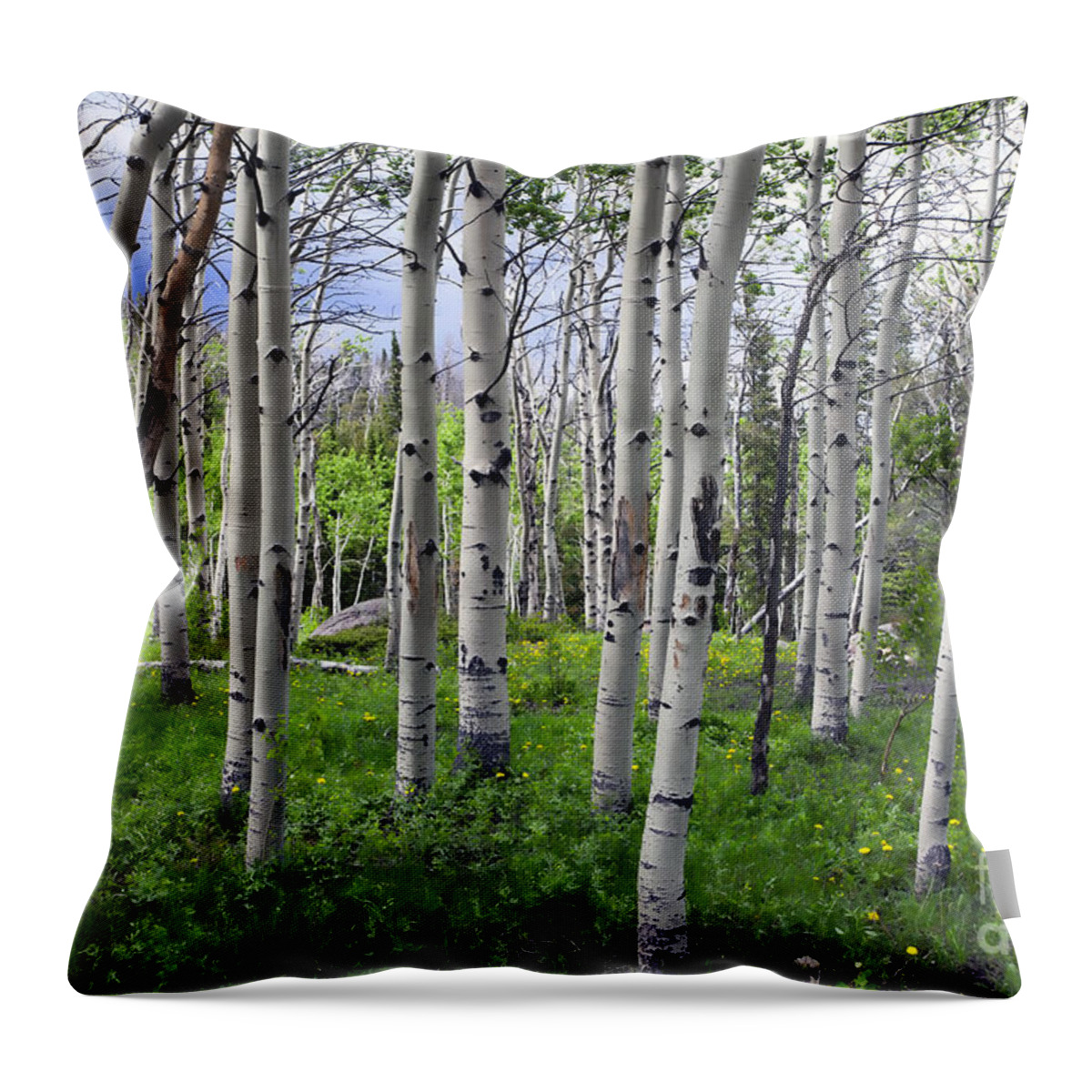 Aspen Throw Pillow featuring the photograph The Aspen of Red Fern by Stephen Schwiesow