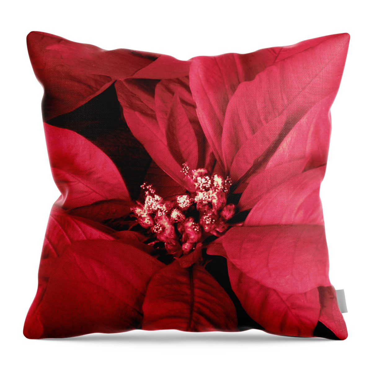 Poinsettia Throw Pillow featuring the photograph The Beauty of a Poinsettia Flower by Sherry Hallemeier