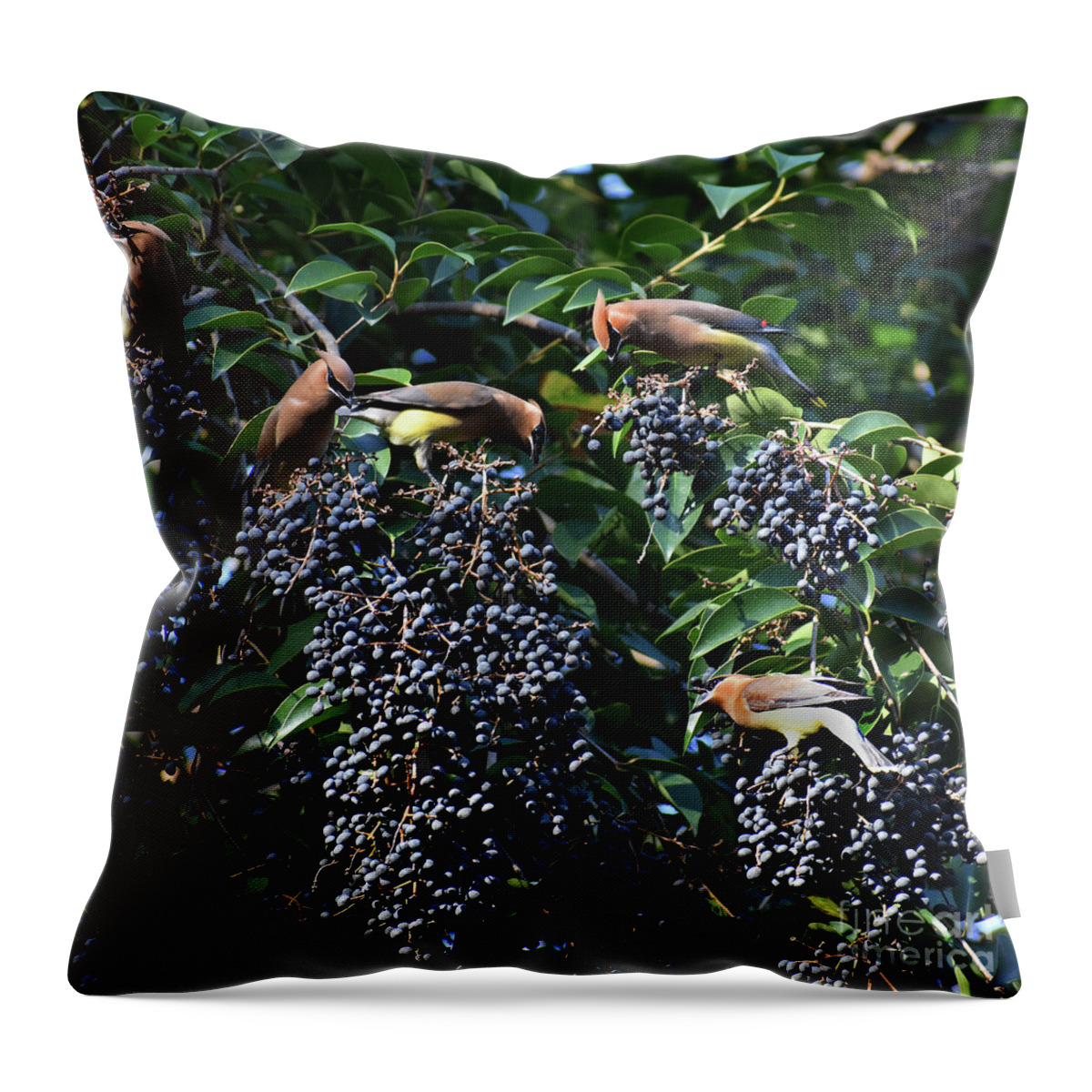 Birds Throw Pillow featuring the photograph The Berry Bar by Skip Willits