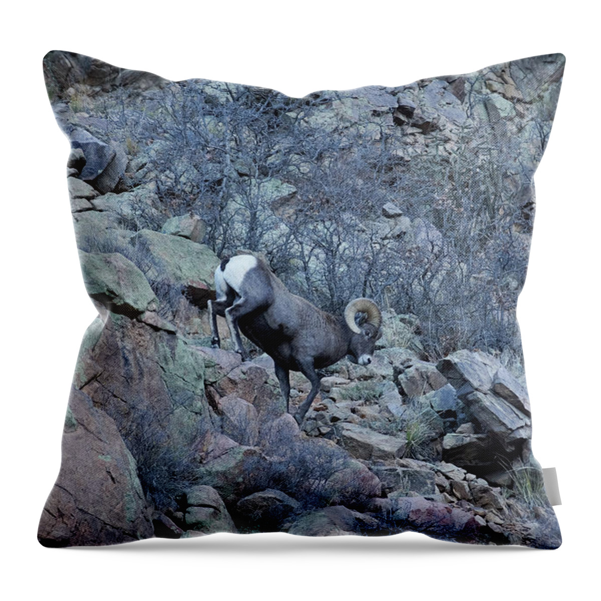 Bighorn Throw Pillow featuring the photograph The Big Horn 4 by Ernest Echols