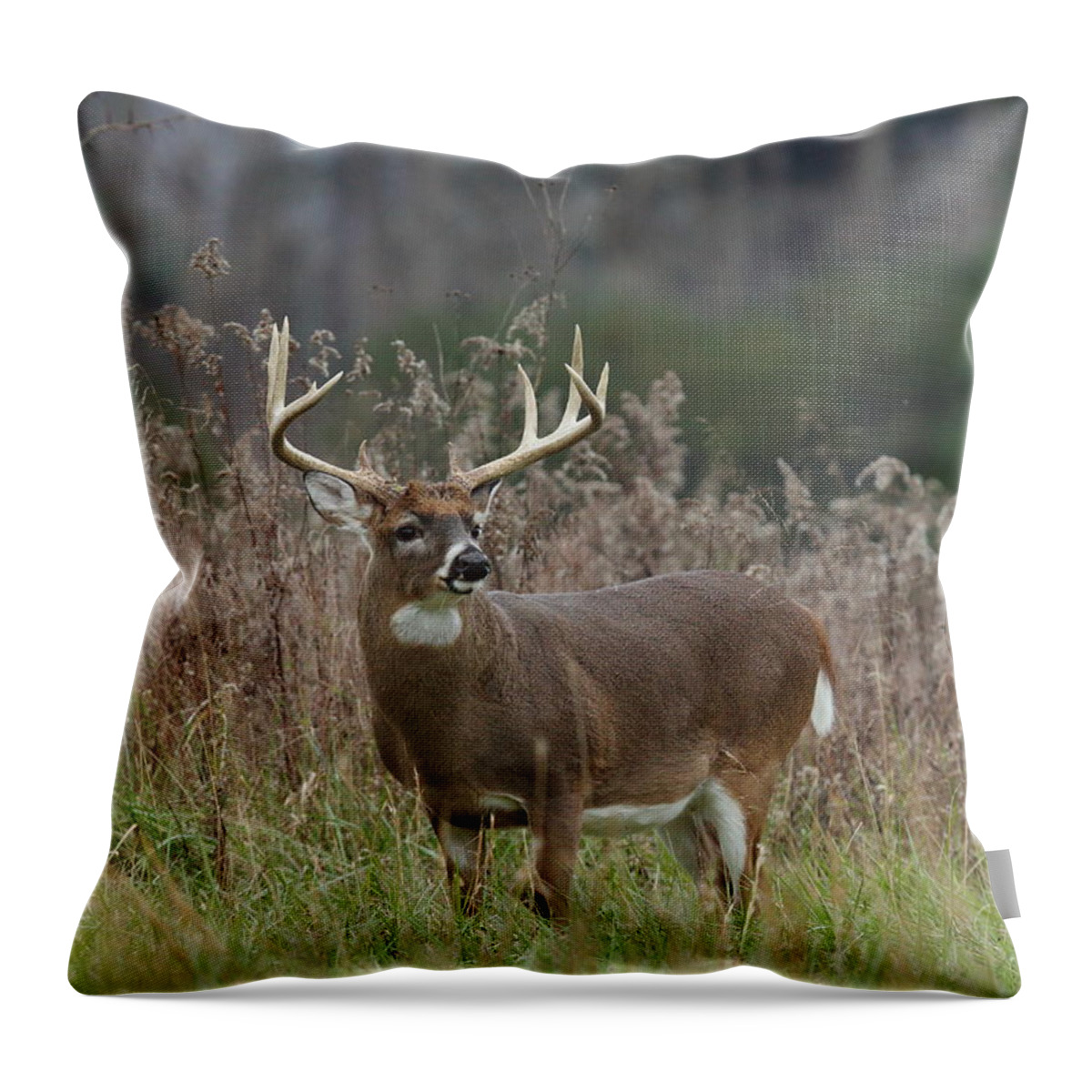 Deer Throw Pillow featuring the photograph The Big Ten by Duane Cross