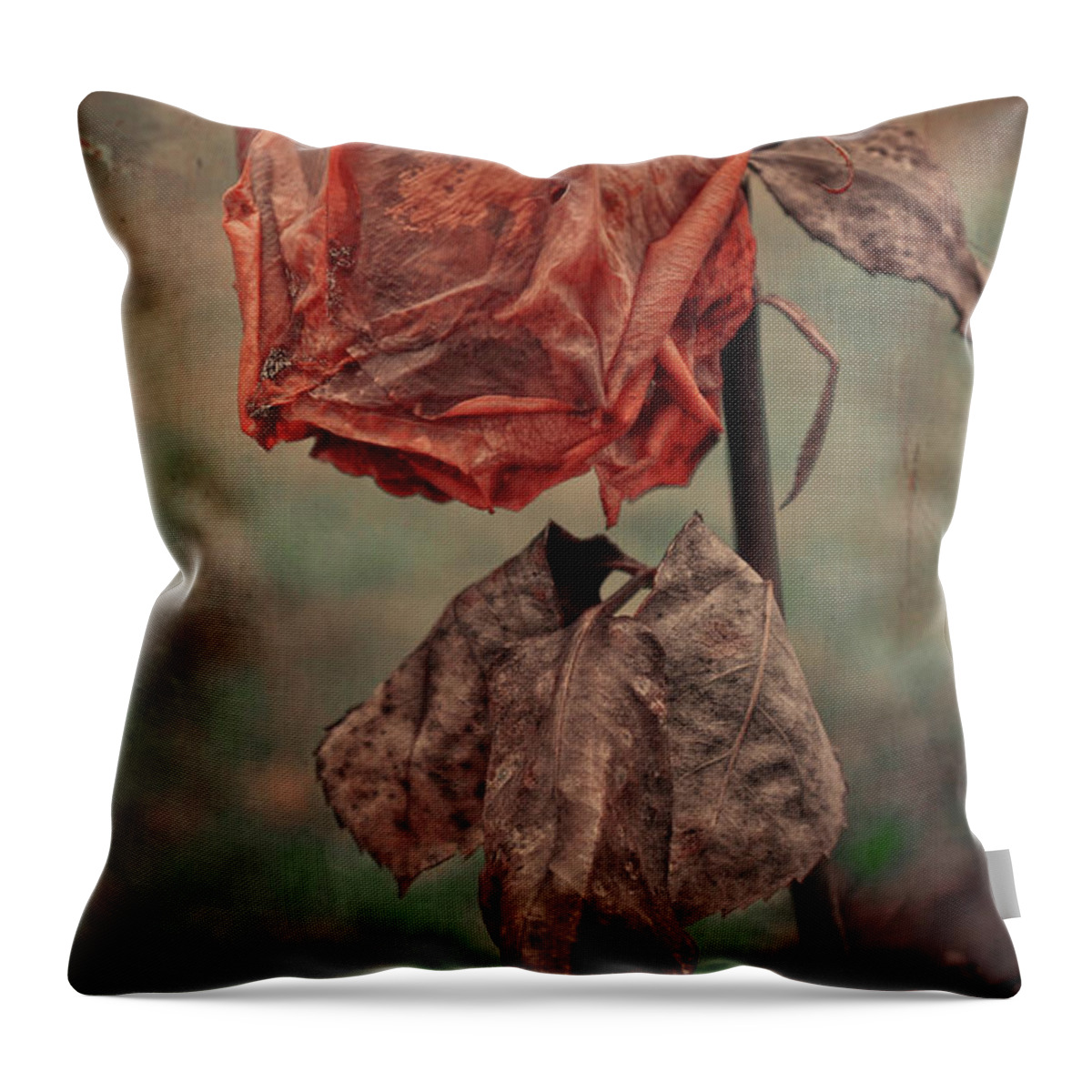 Rose Throw Pillow featuring the photograph The broken Rose by J C