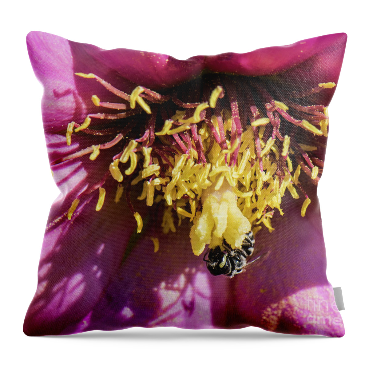 Natanson Throw Pillow featuring the photograph The Collector by Steven Natanson