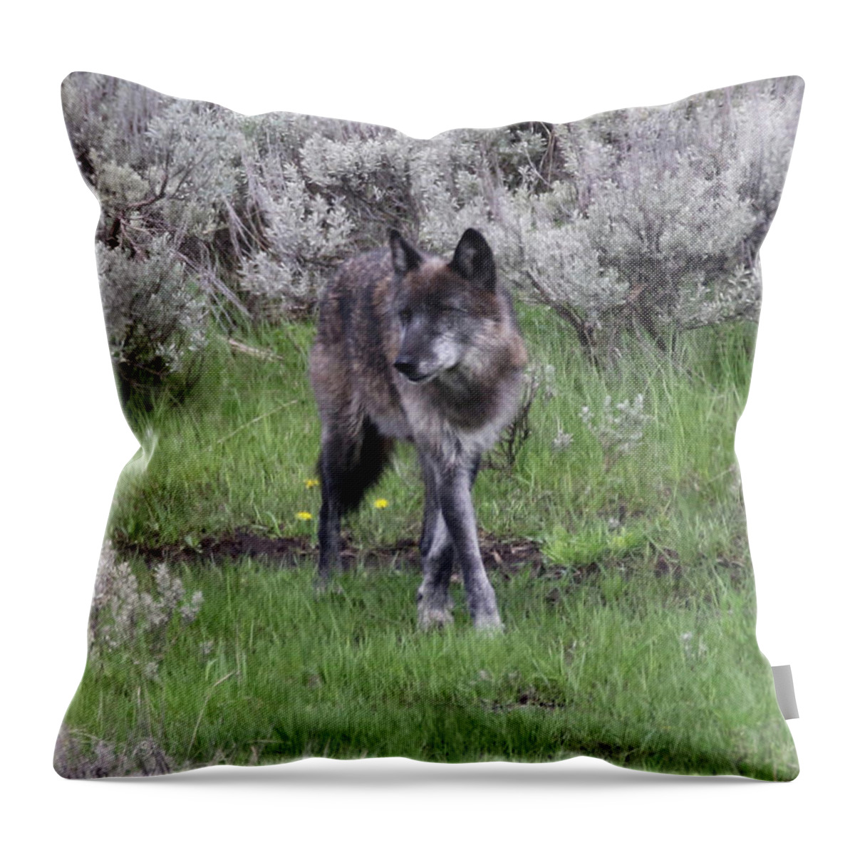 Wolf Throw Pillow featuring the photograph The Curtsy by Connie Jeffcoat