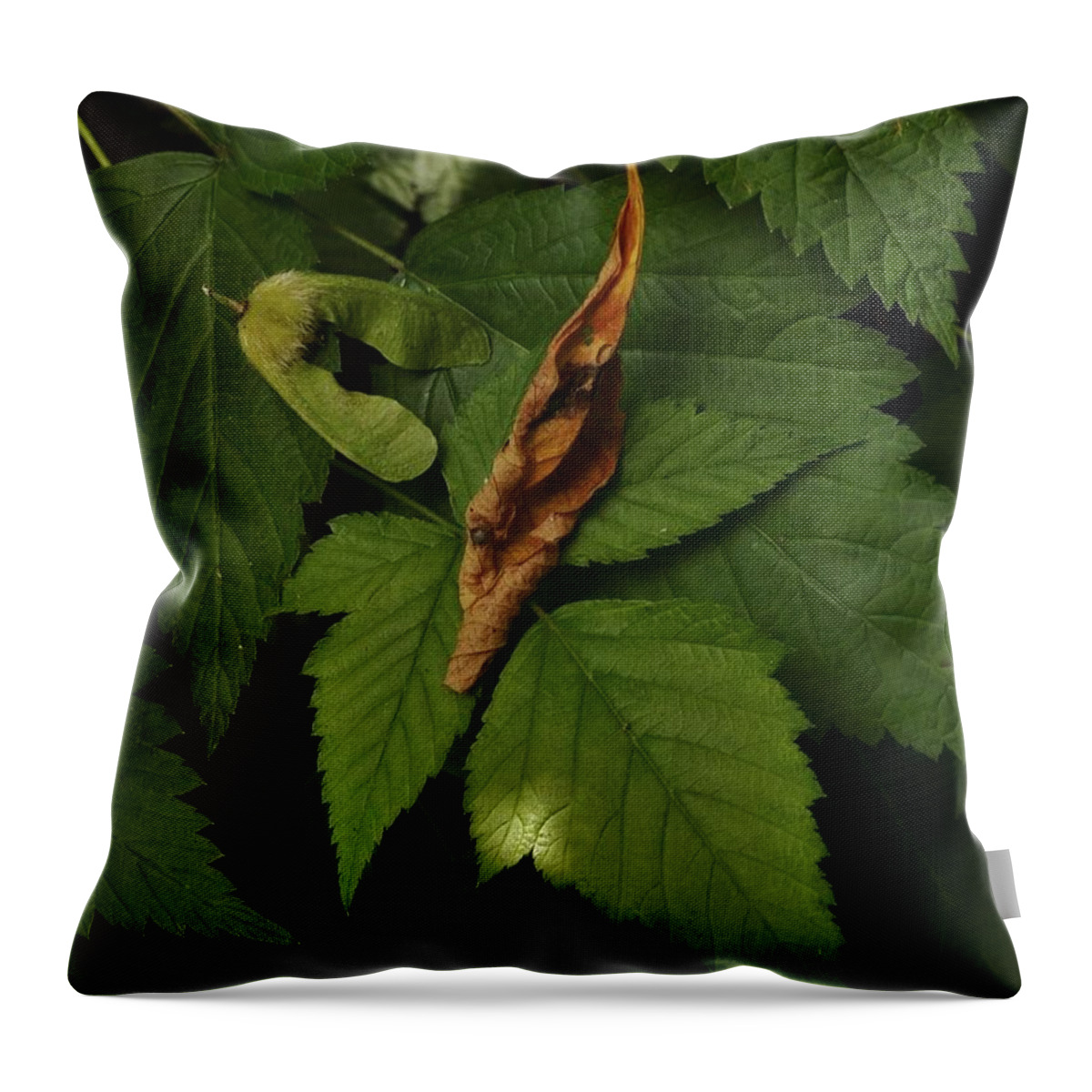 Nature Throw Pillow featuring the photograph The Dance of Sunlight by Charles Lucas