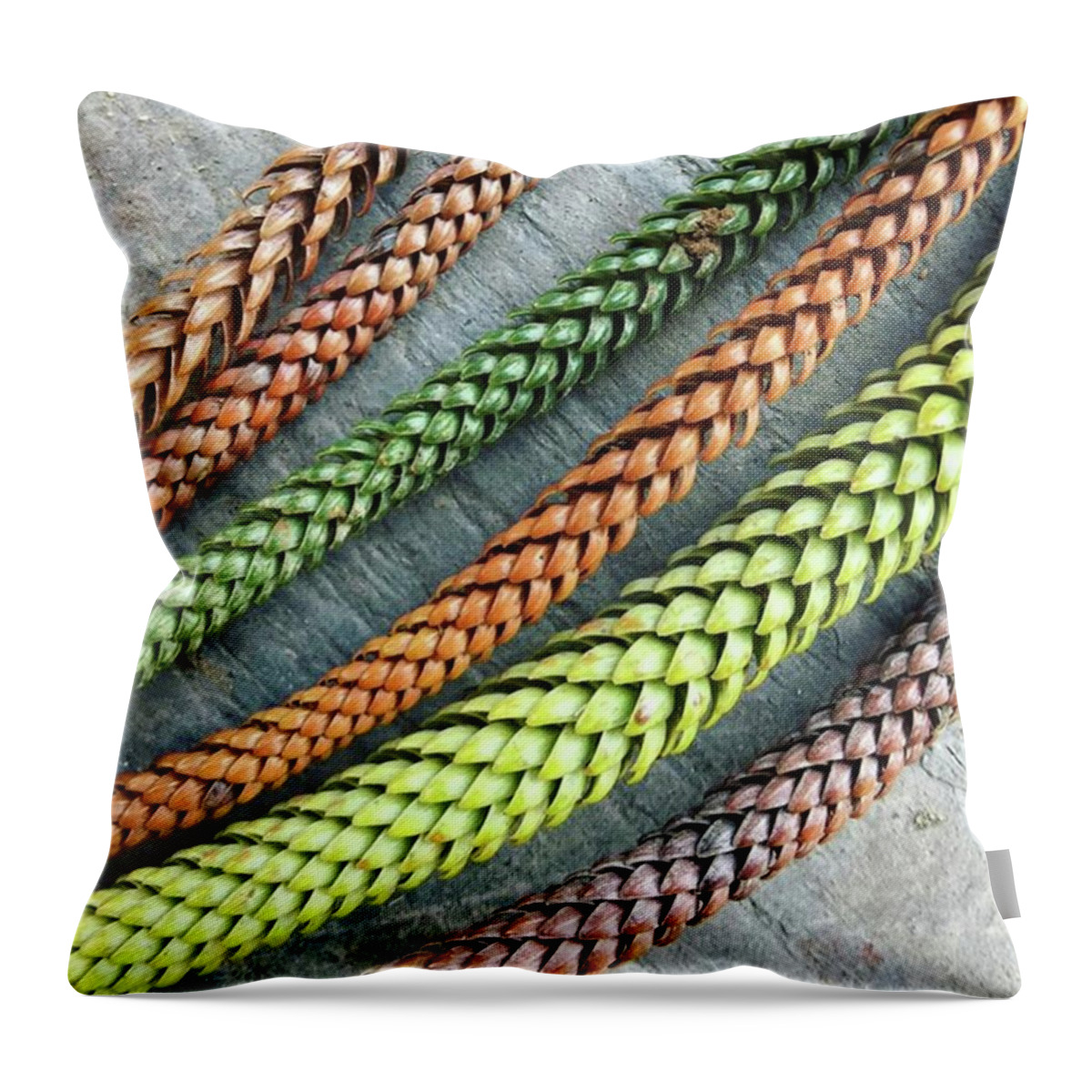 Norfolkpine Throw Pillow featuring the photograph The Delicious Shades Of Norfolk Pine by Ginger Oppenheimer