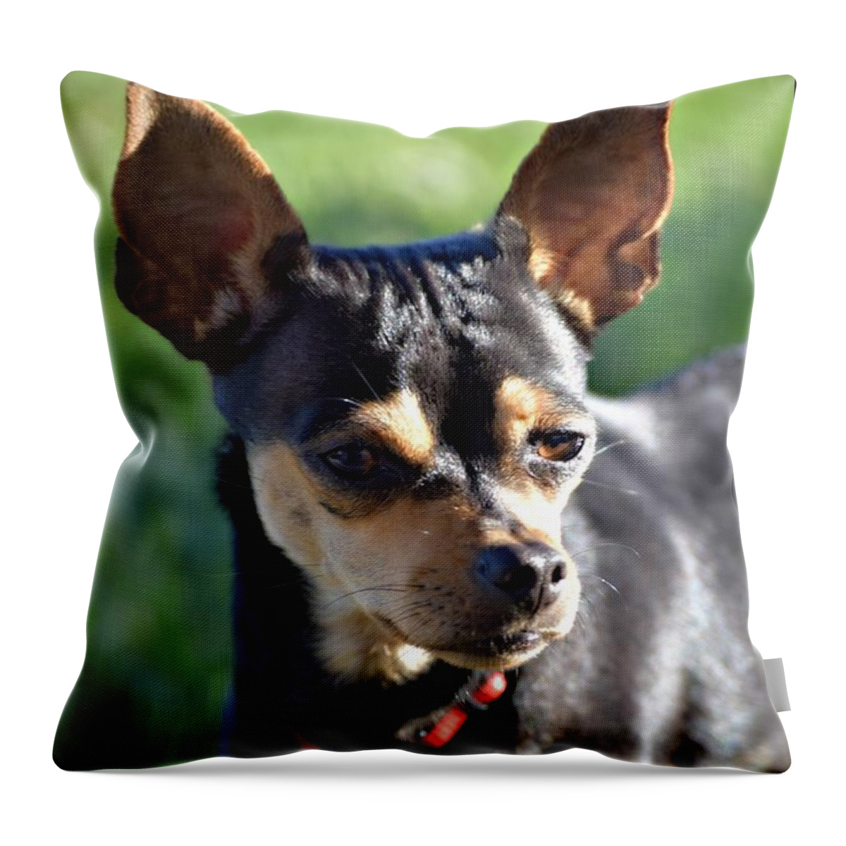 Min Pinscher Throw Pillow featuring the photograph The Family Dog by Amanda Eberly