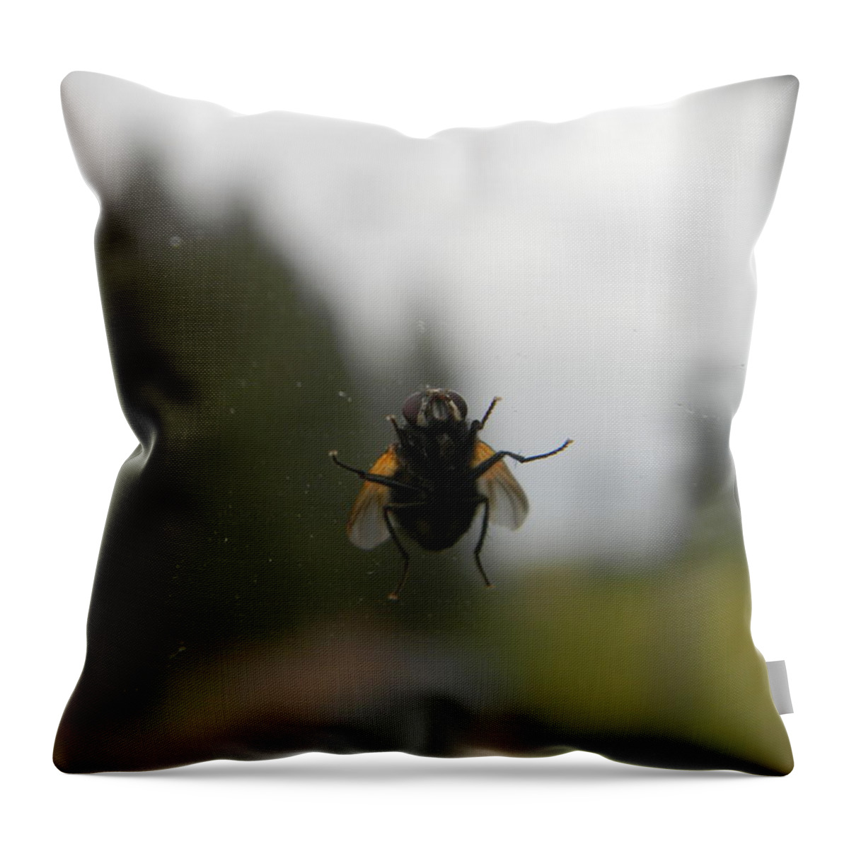 Insect Throw Pillow featuring the photograph The Fly by Randi Seaman