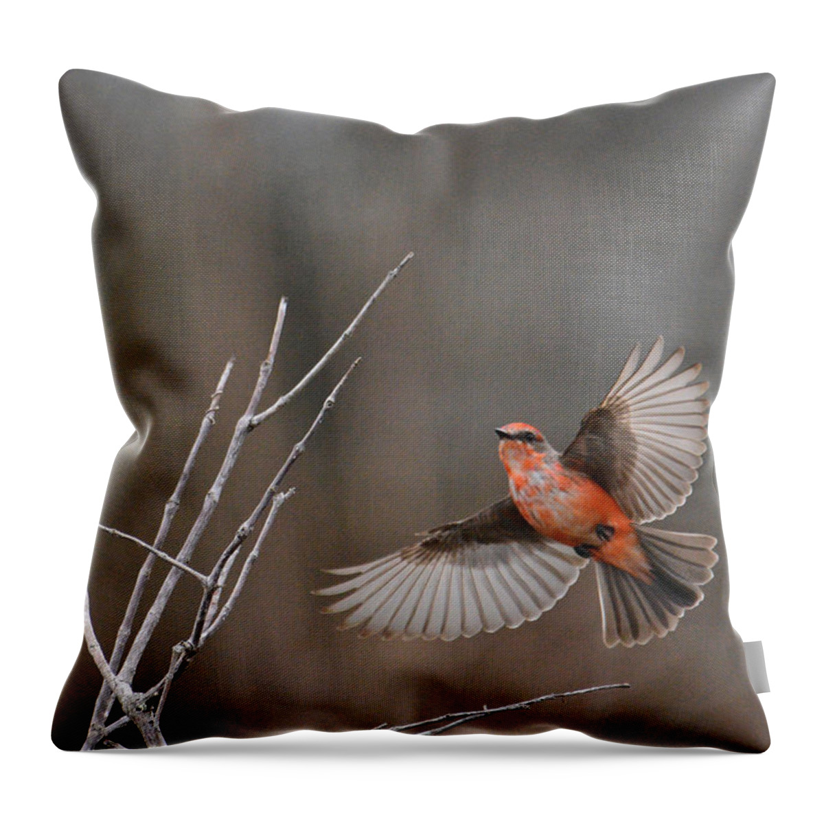 Vermillion Flycatcher Throw Pillow featuring the photograph The Full Monty by Don Mercer