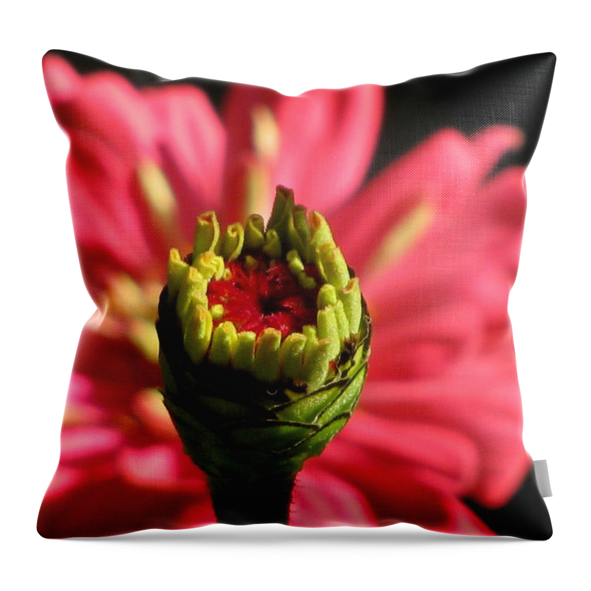 Zinnia Throw Pillow featuring the photograph The Future Infront Of You by Alfred Ng