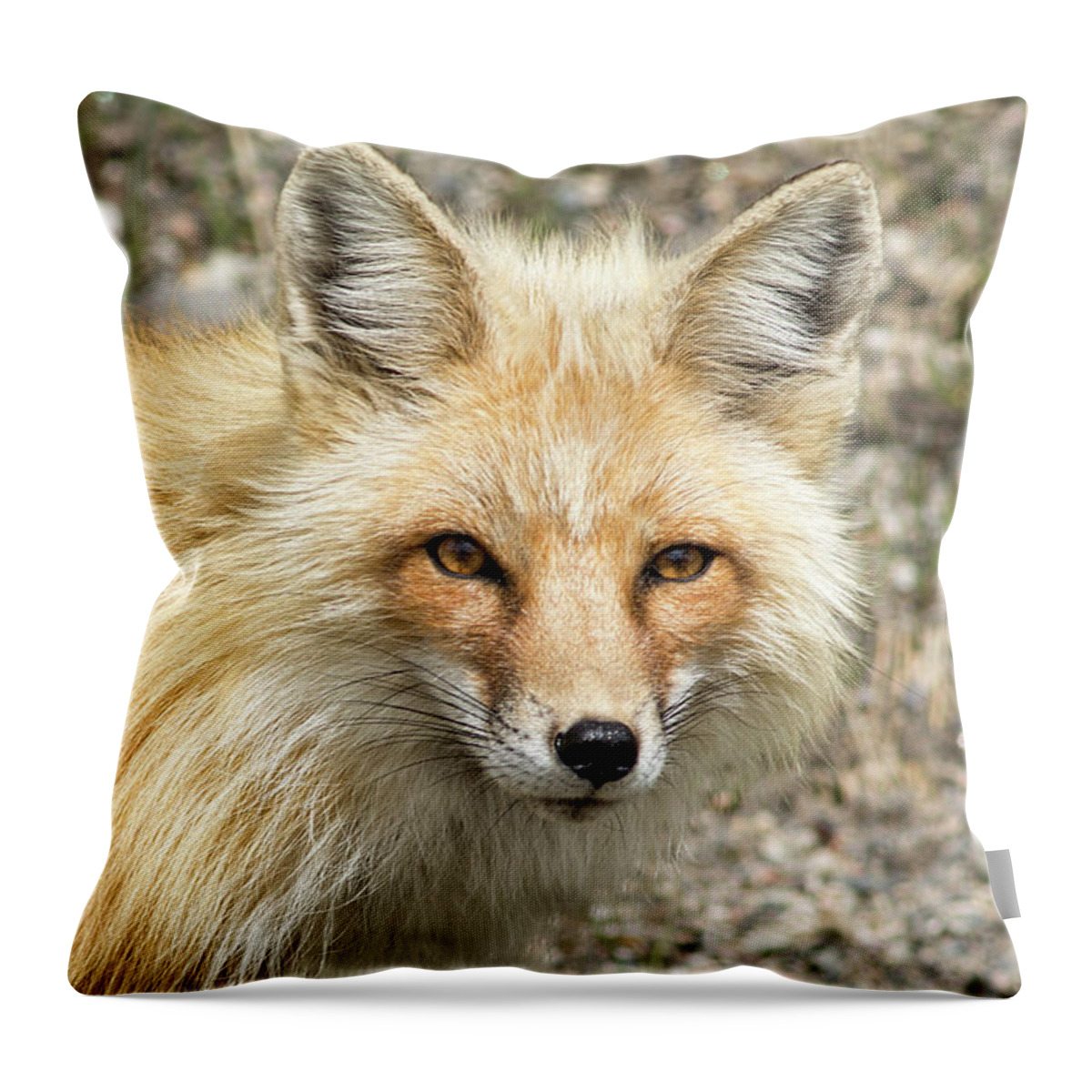 Fox Throw Pillow featuring the photograph The Gaze by Mark Harrington