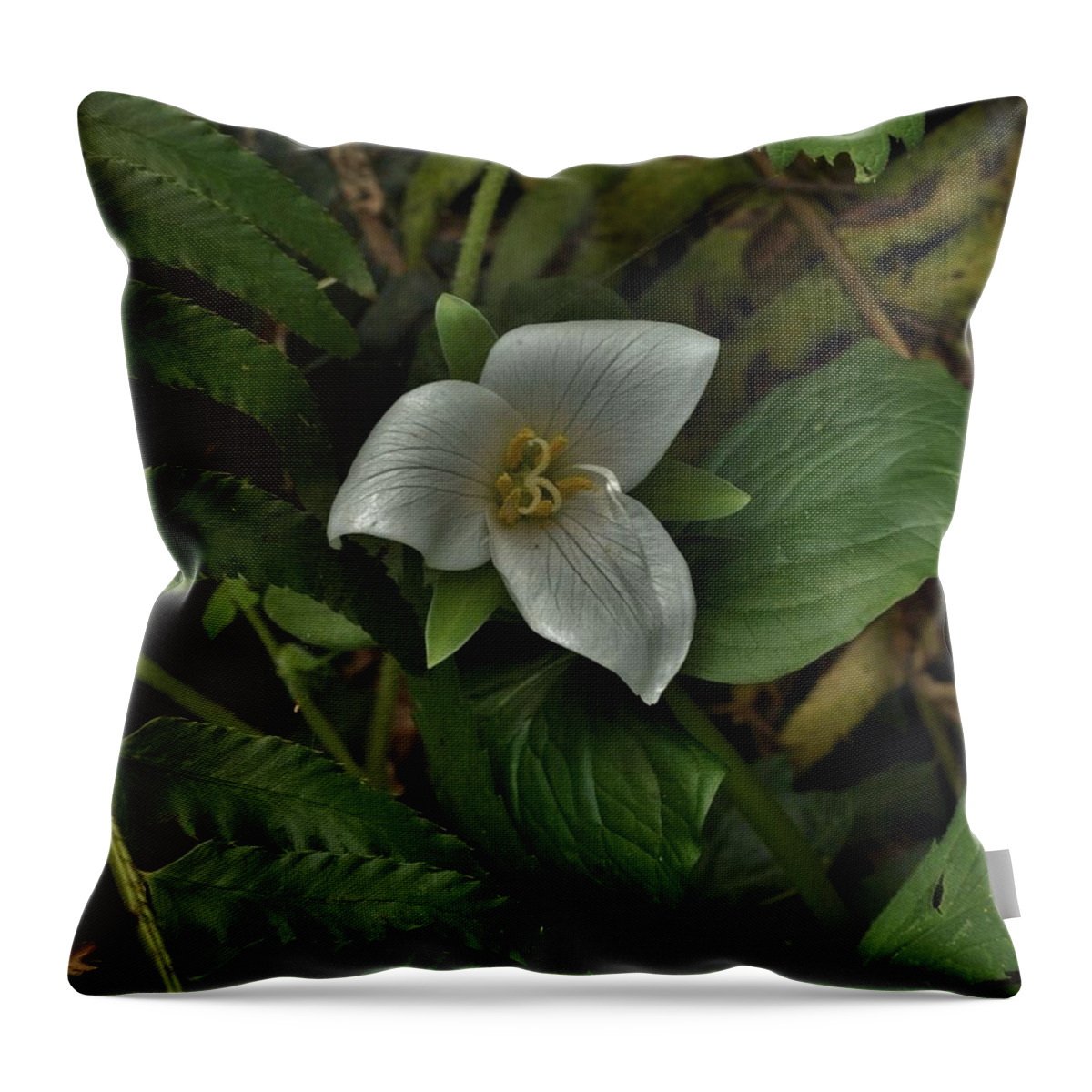 Flowers Throw Pillow featuring the photograph The Gentle Trillium by Charles Lucas